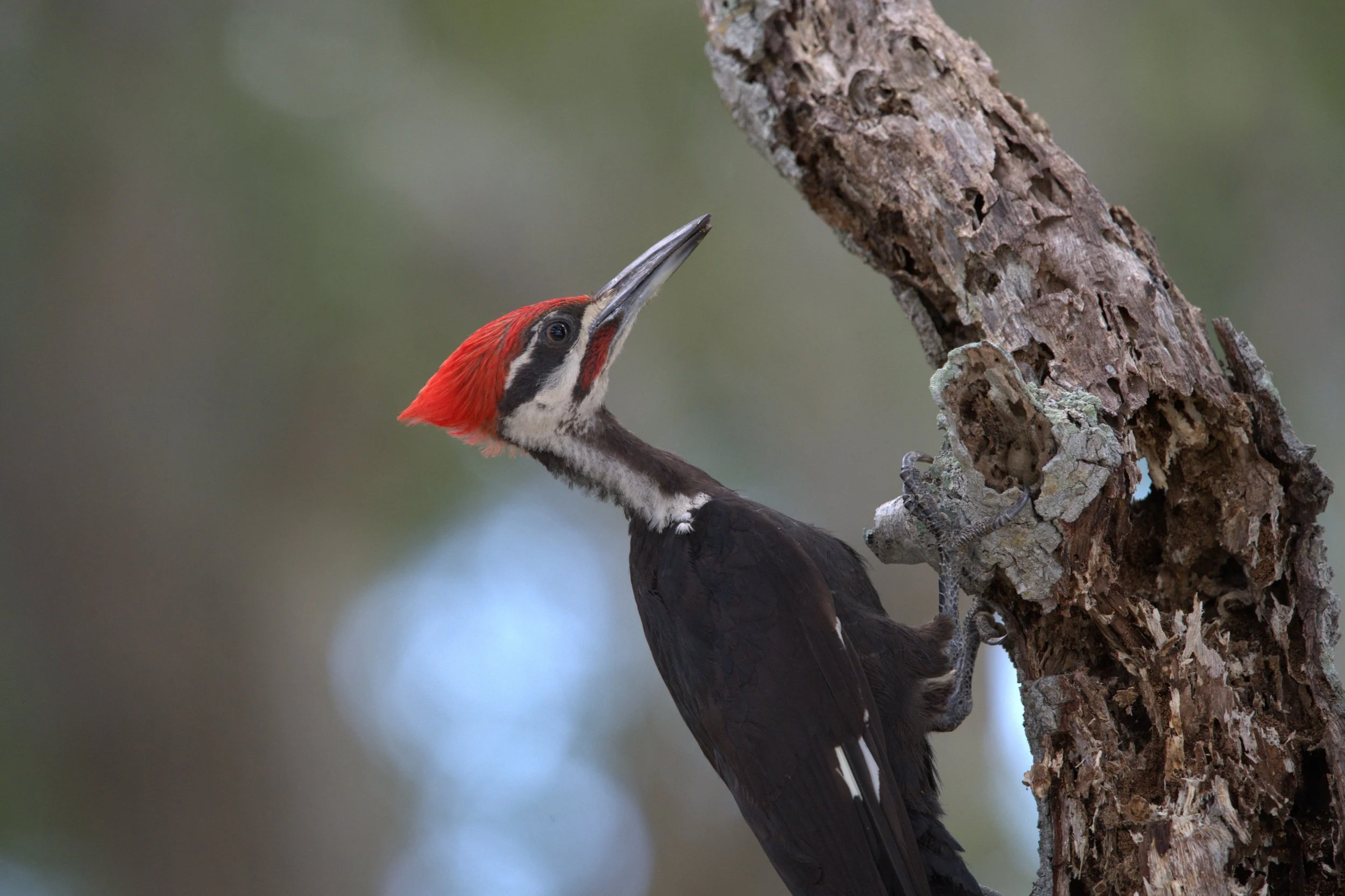 Woodpecker in Florida.jpg