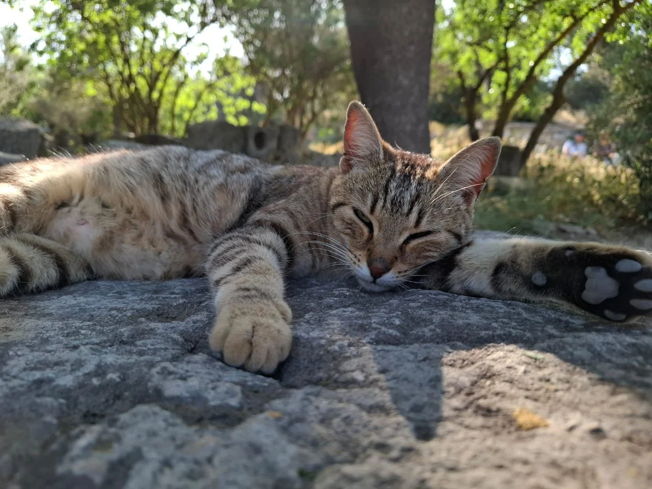 Greek Stray Cat.jpeg