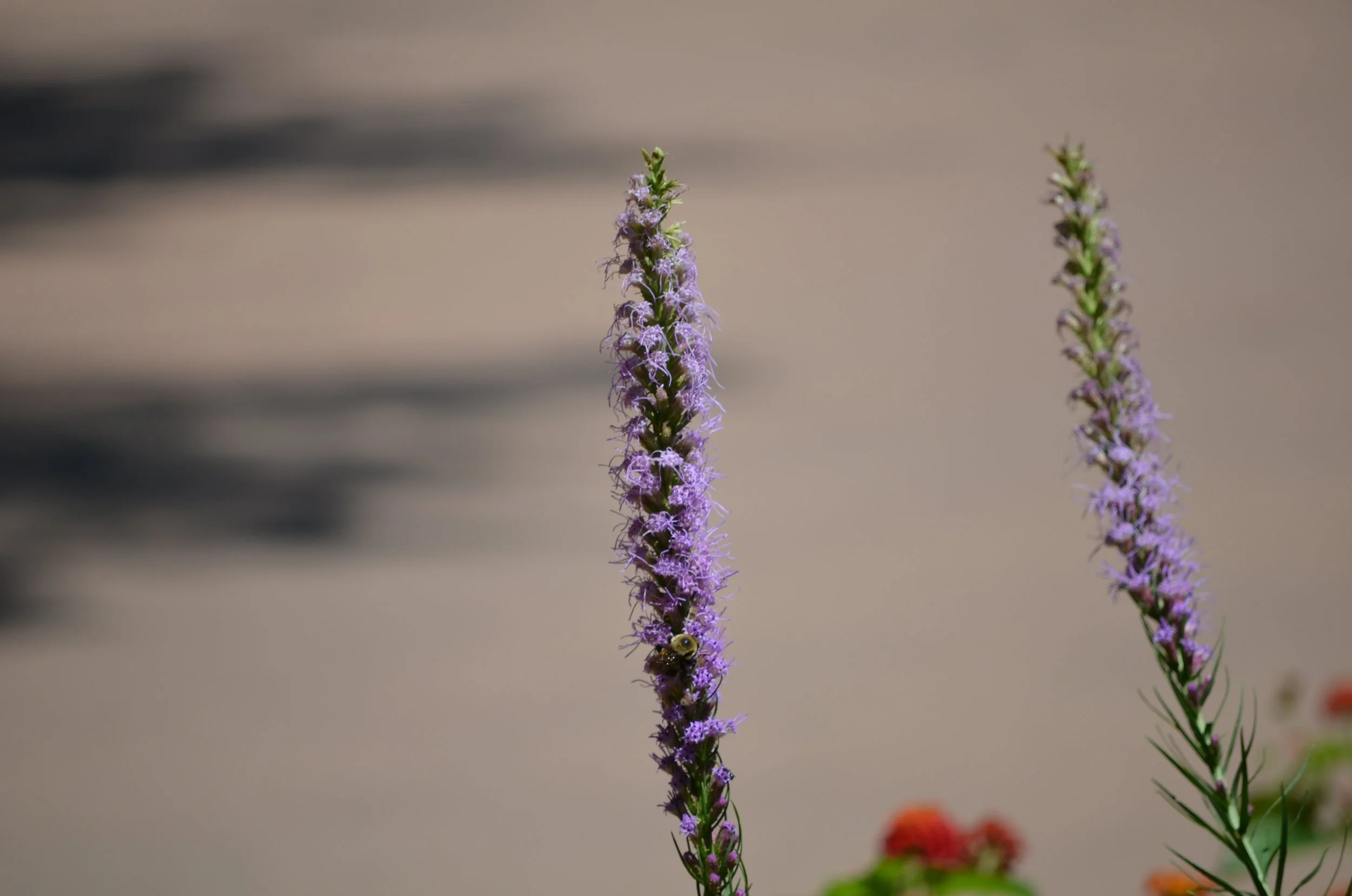 Bees in Wichita.jpeg