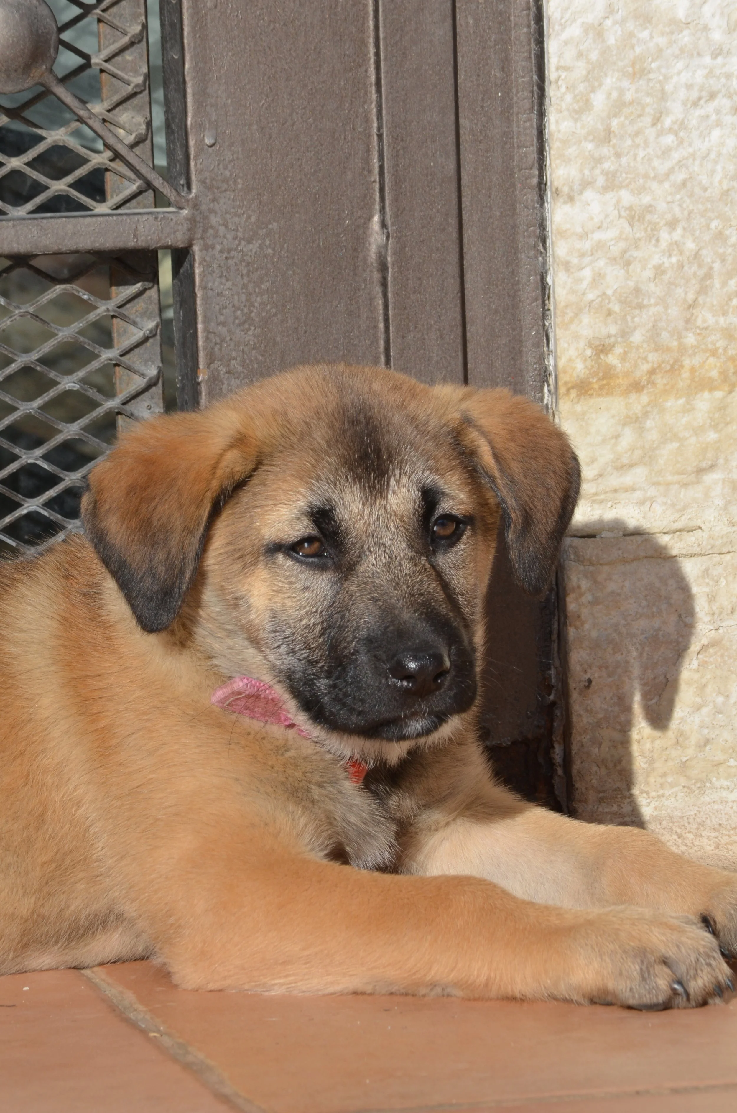 AdoptionPuppiesAmman 8.jpeg