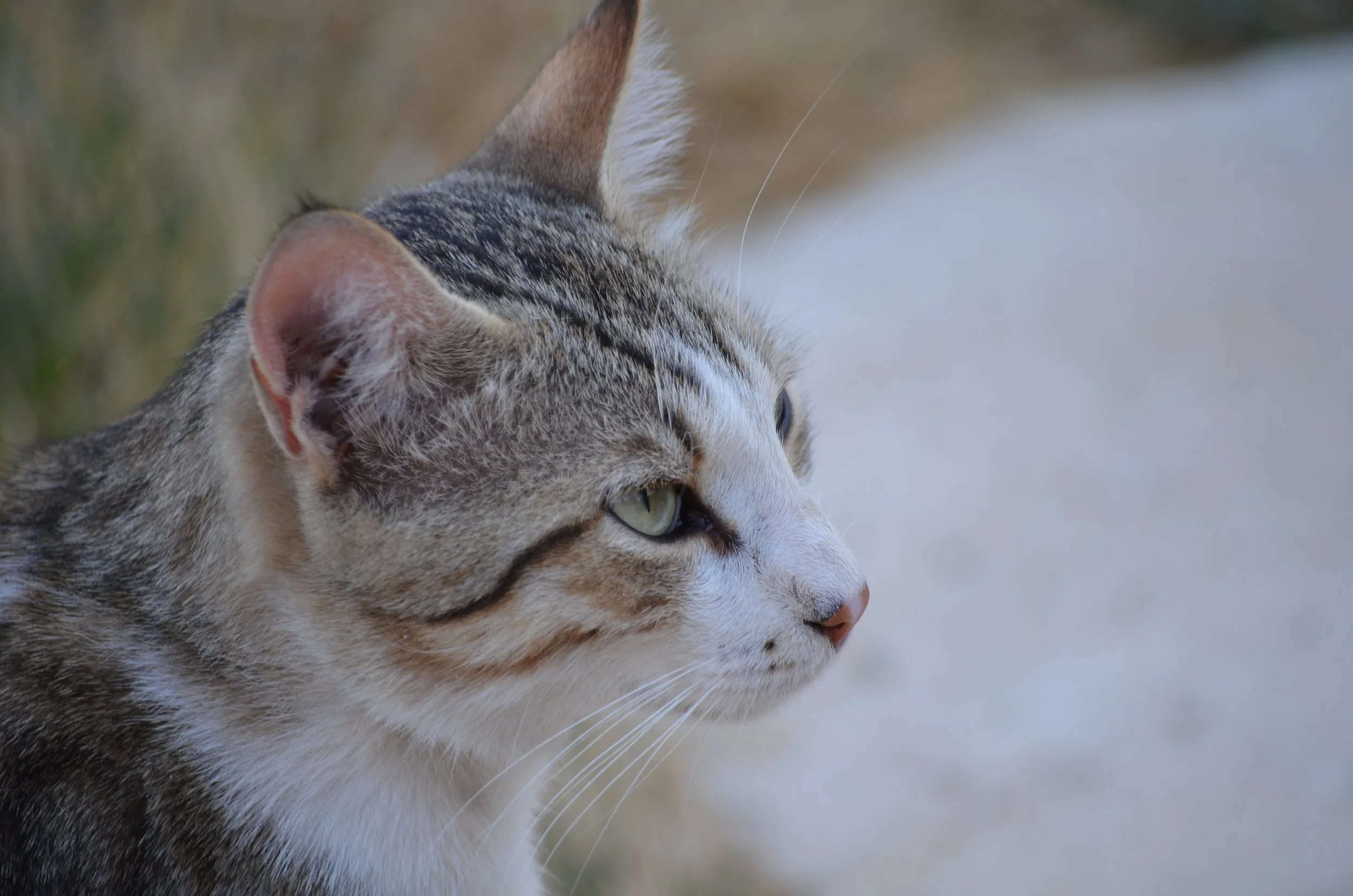 stray cat Citadel.jpeg