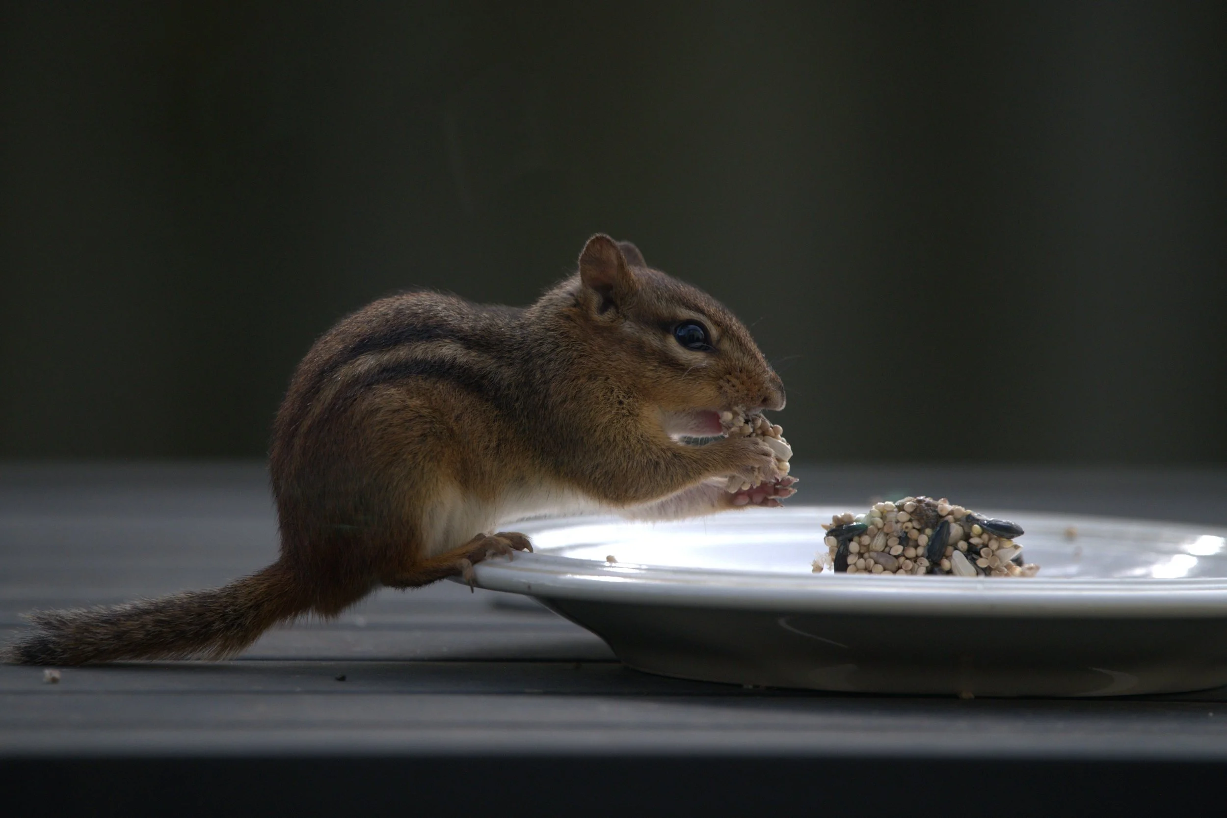 Alvin.jpg