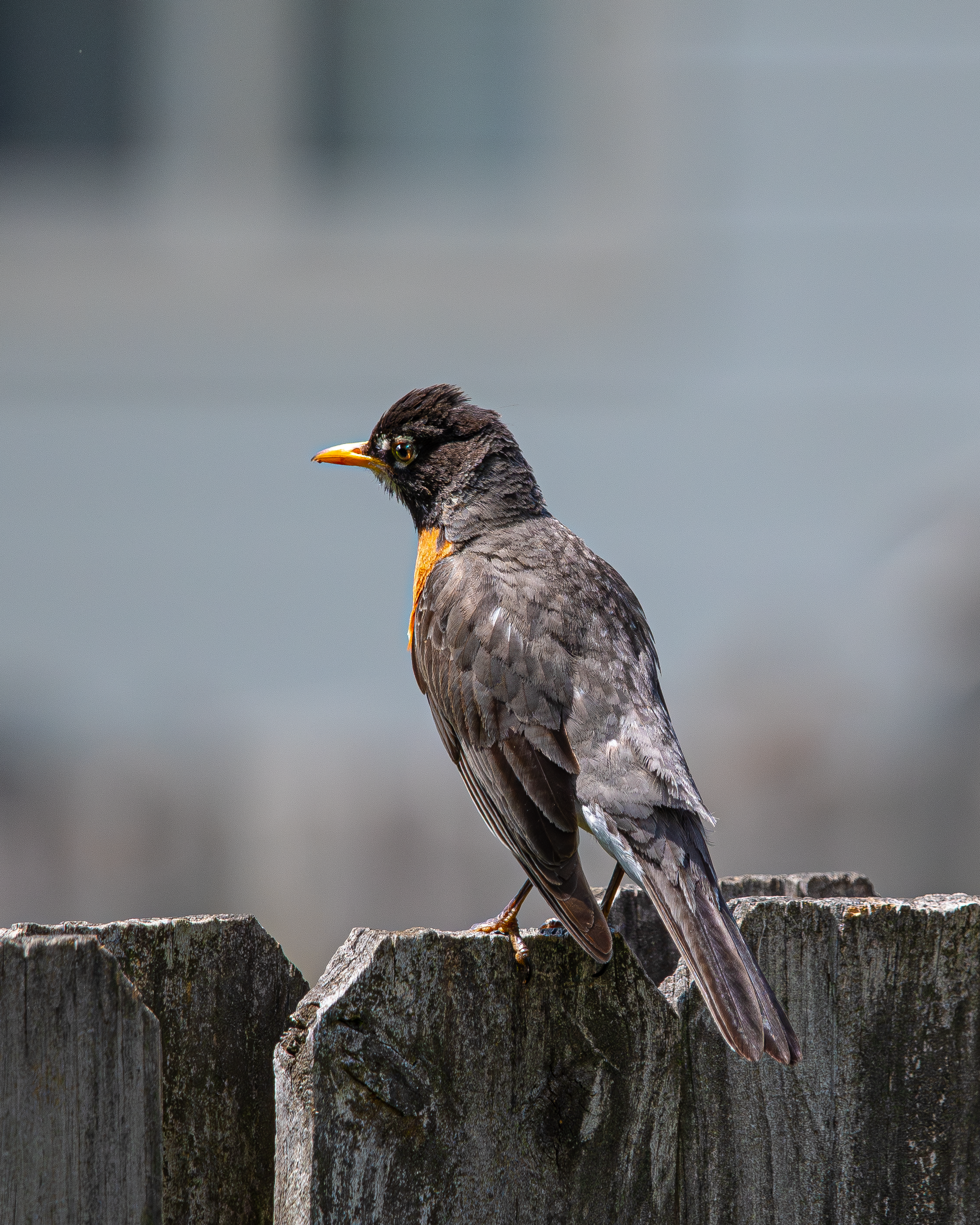 dark birb 2.png