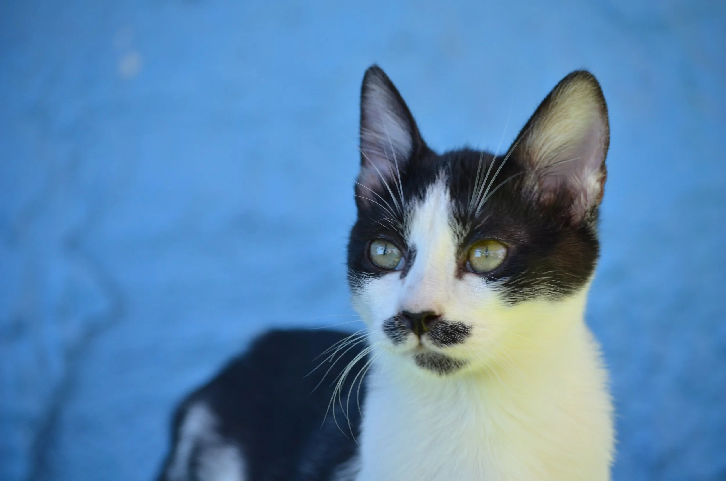 PetSafeLodgeAmmanAdoption 28.jpeg