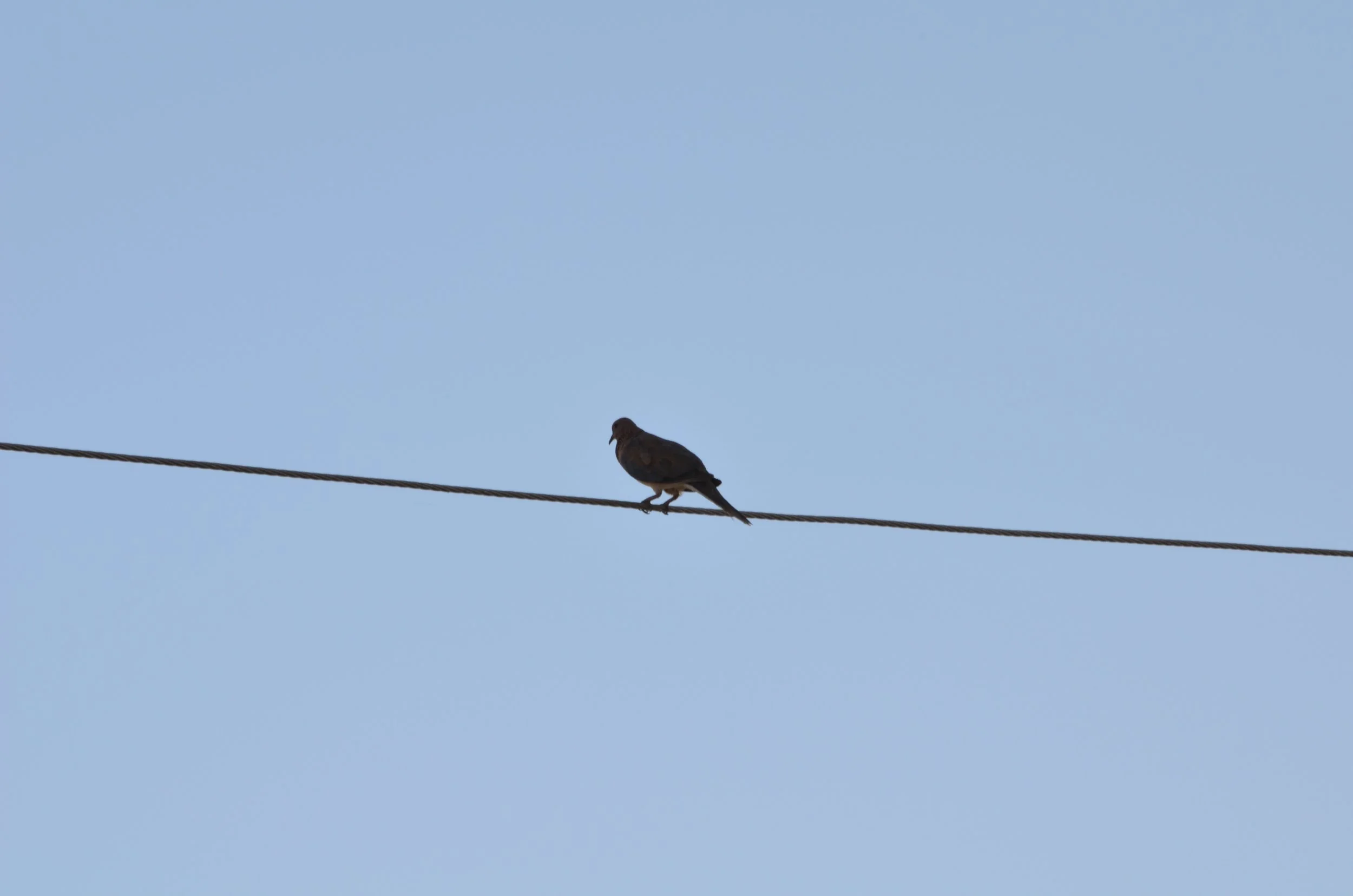 Bird on a Wire.jpeg