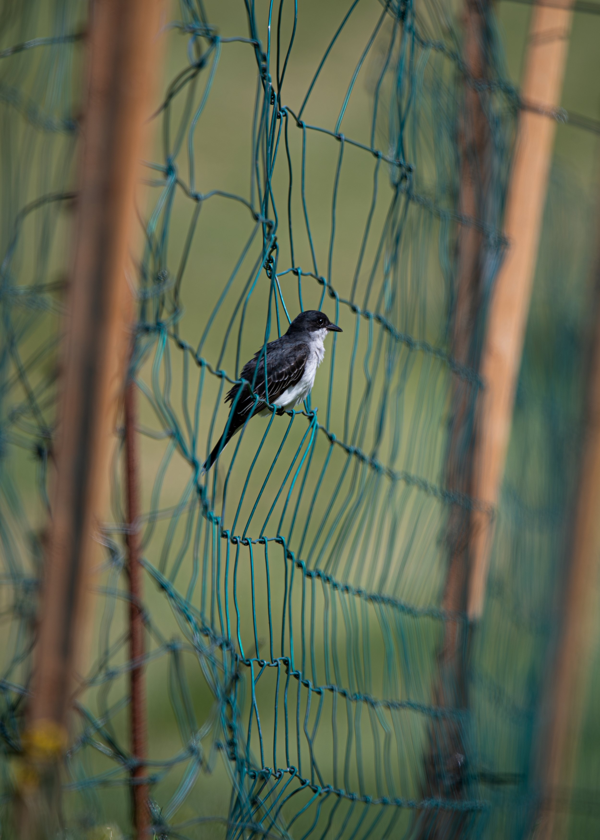 le black birb on fence..jpg