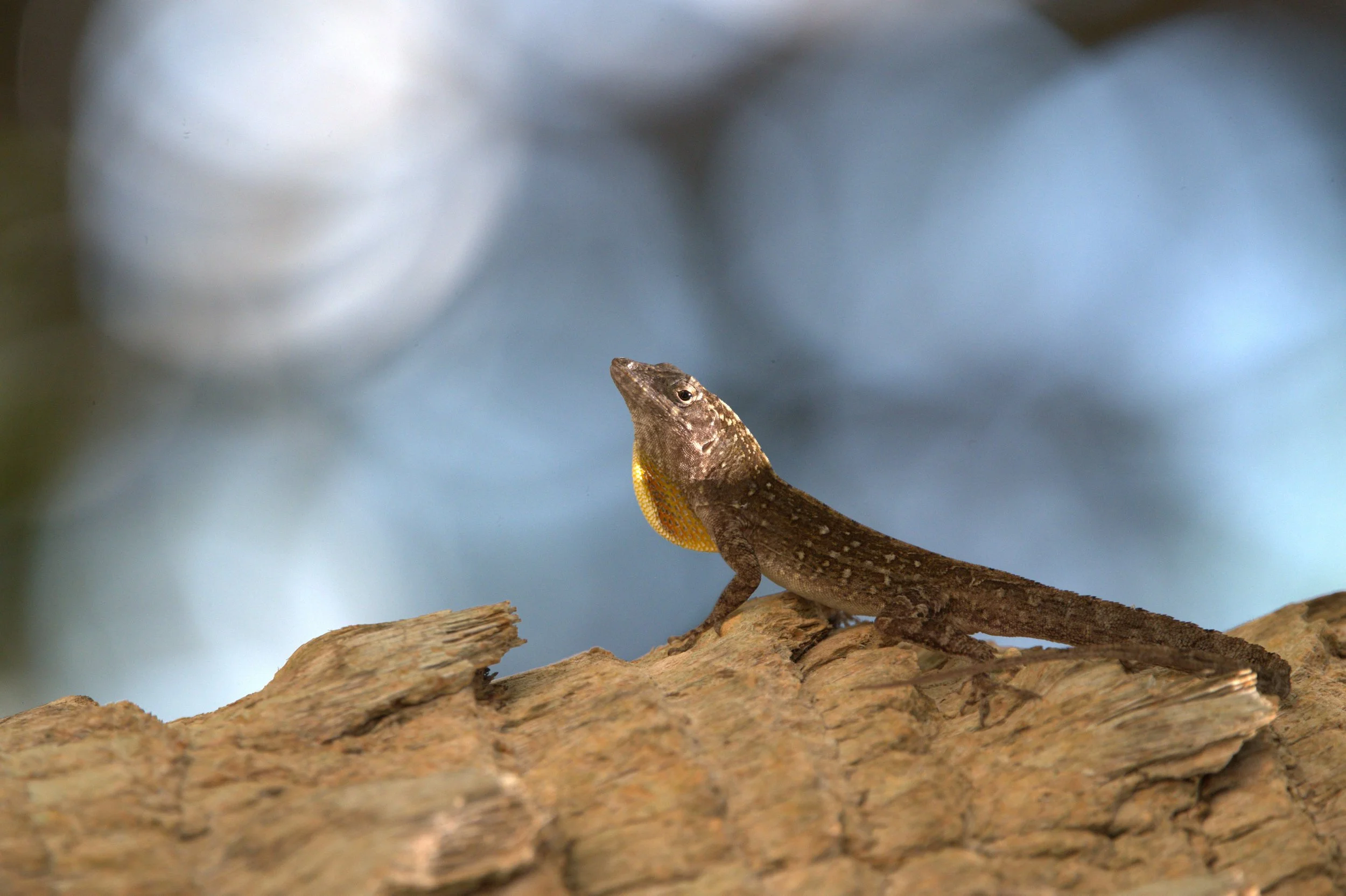 Geico.jpg