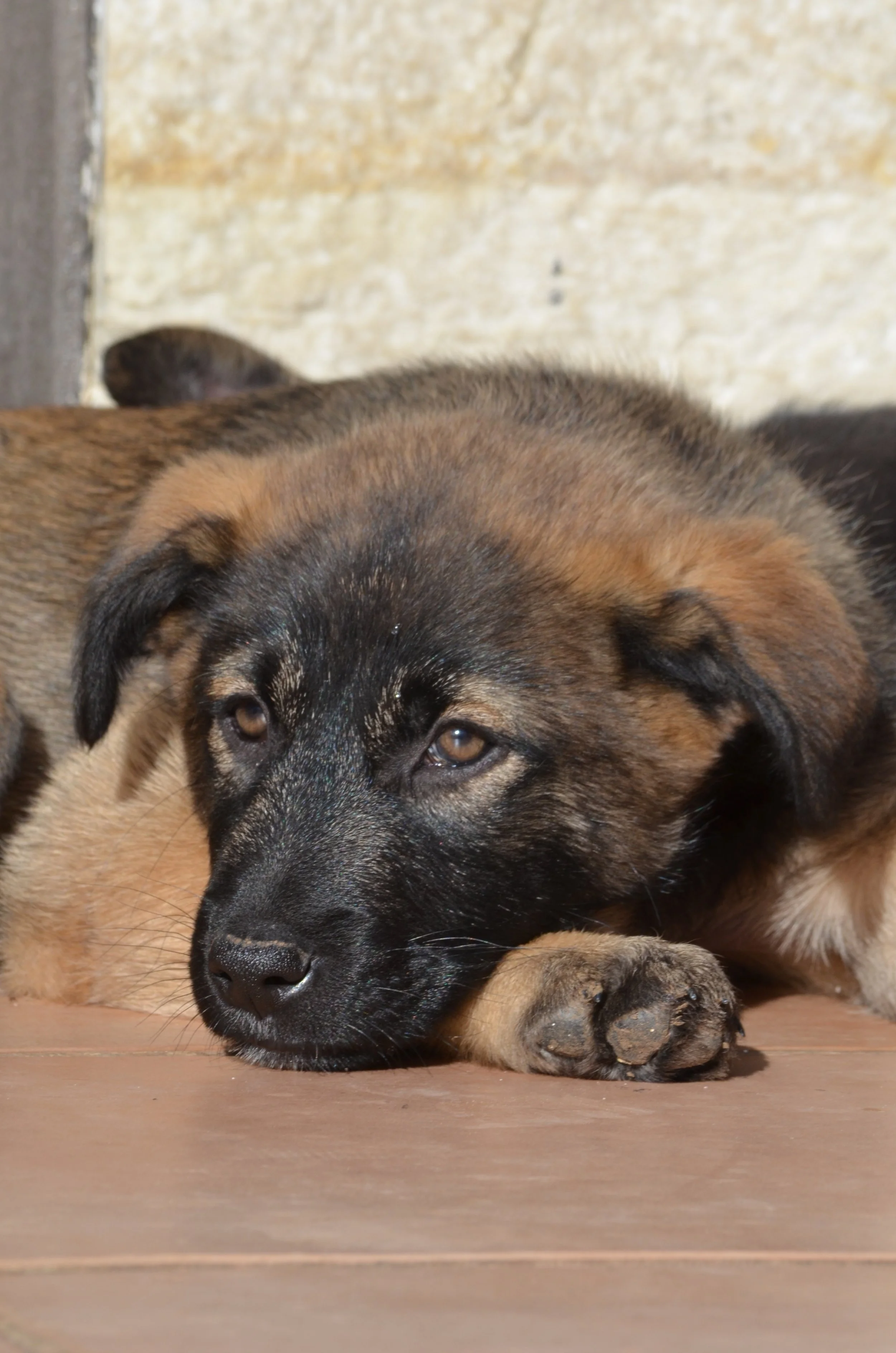 AdoptionPuppiesAmman 15.jpeg