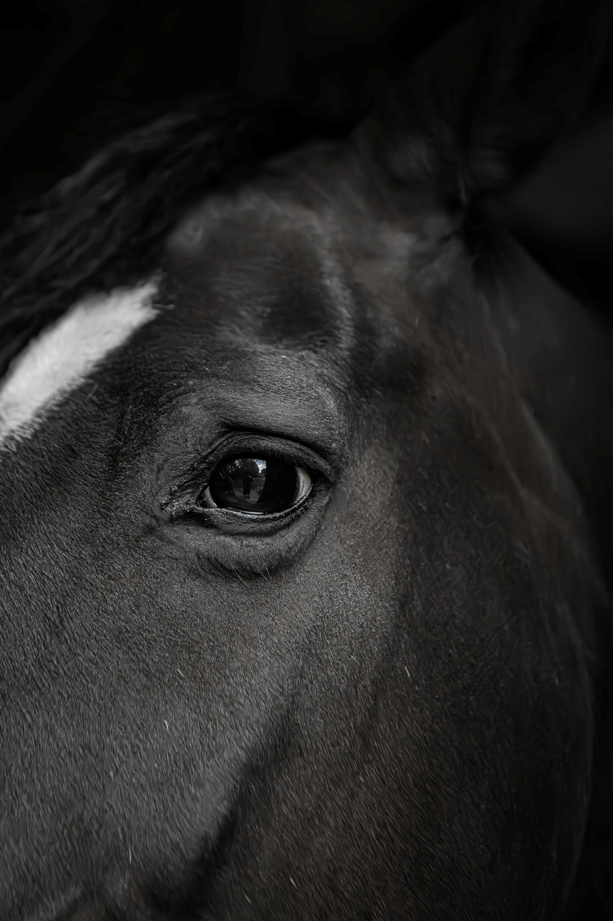 horse black..jpg