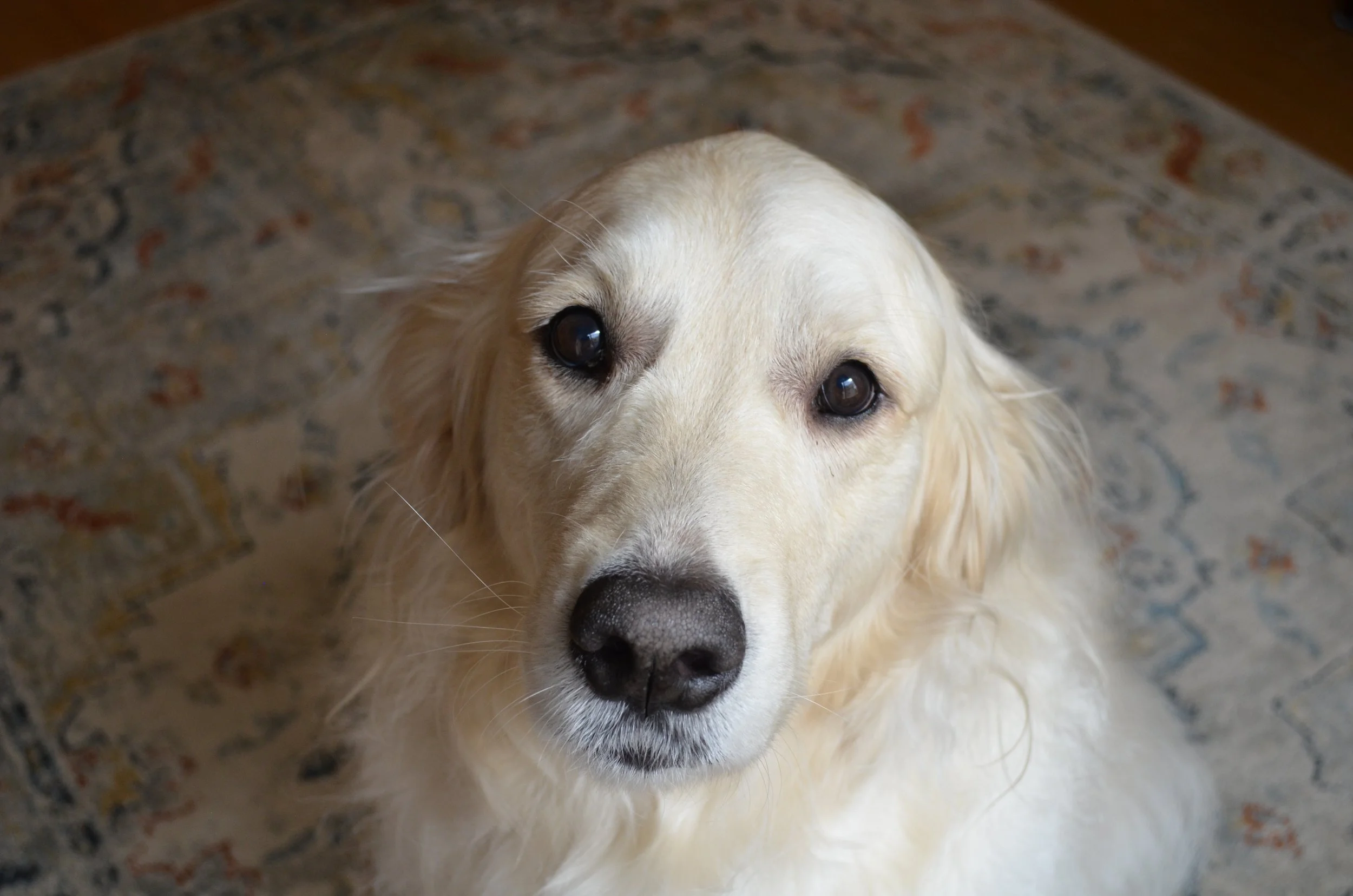 Loyal companion.jpeg