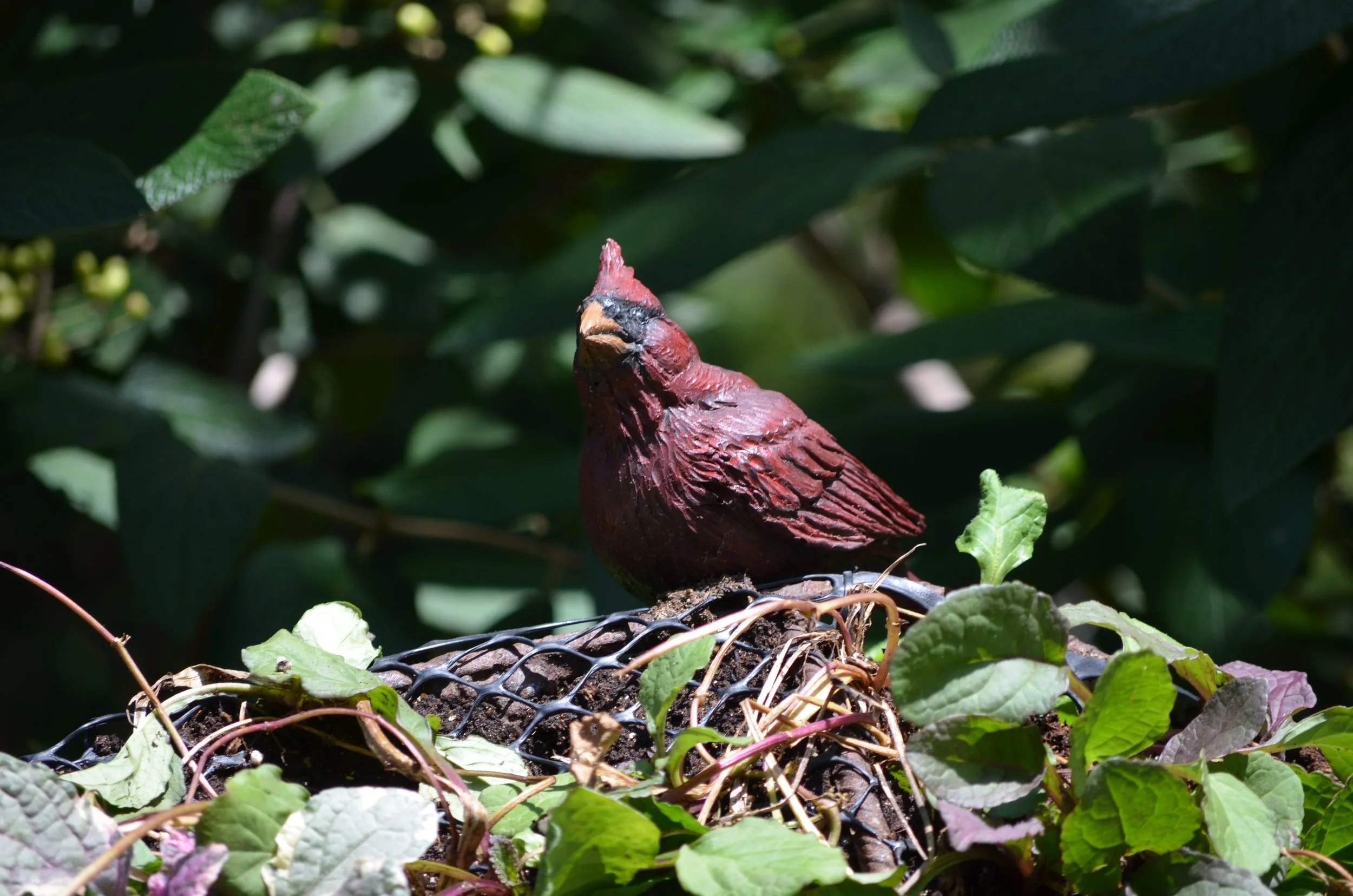 Statue of red cardinal - the state bird of Kentucky (but we were in Kansas)