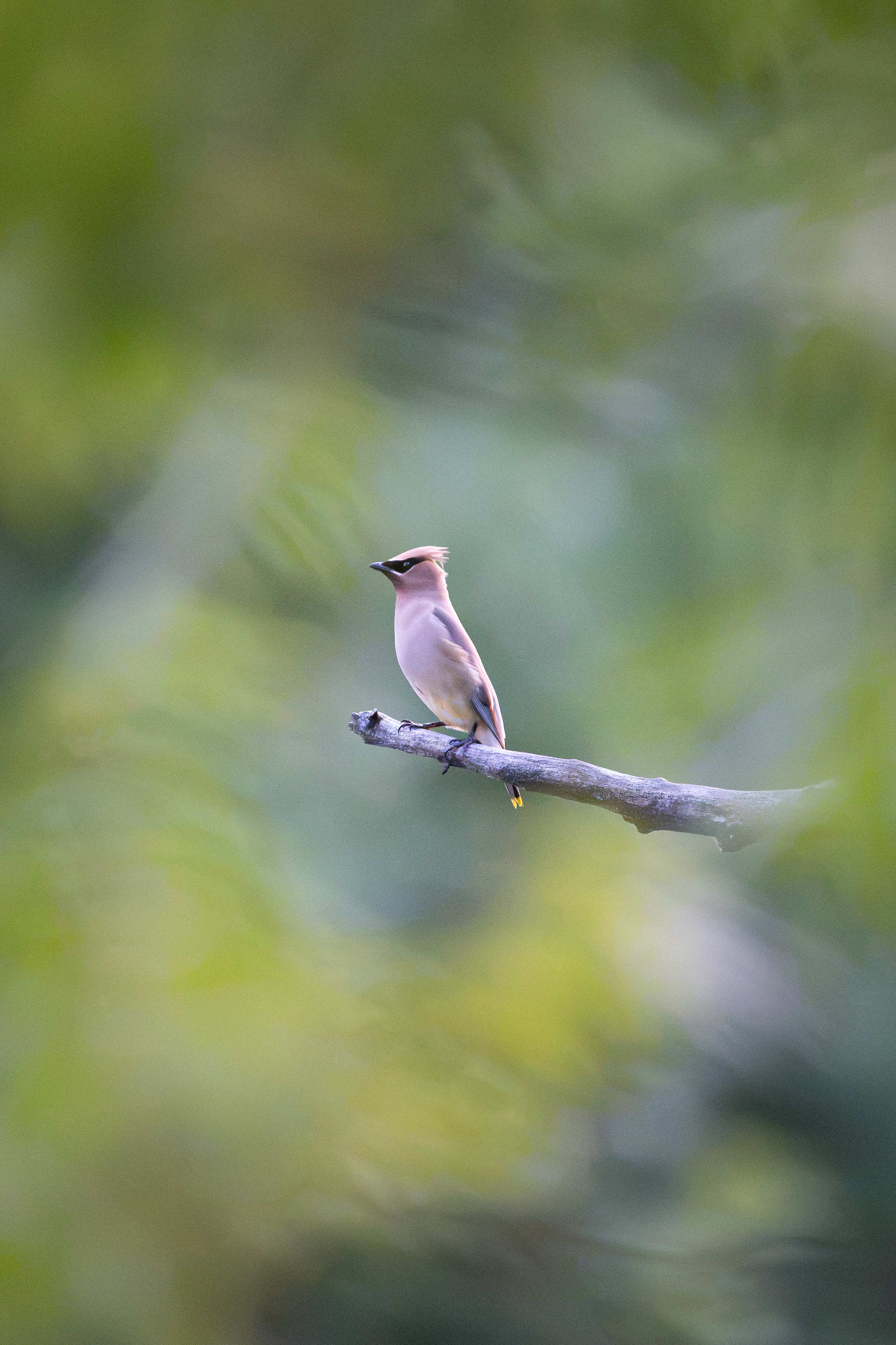 waxwingpng.png