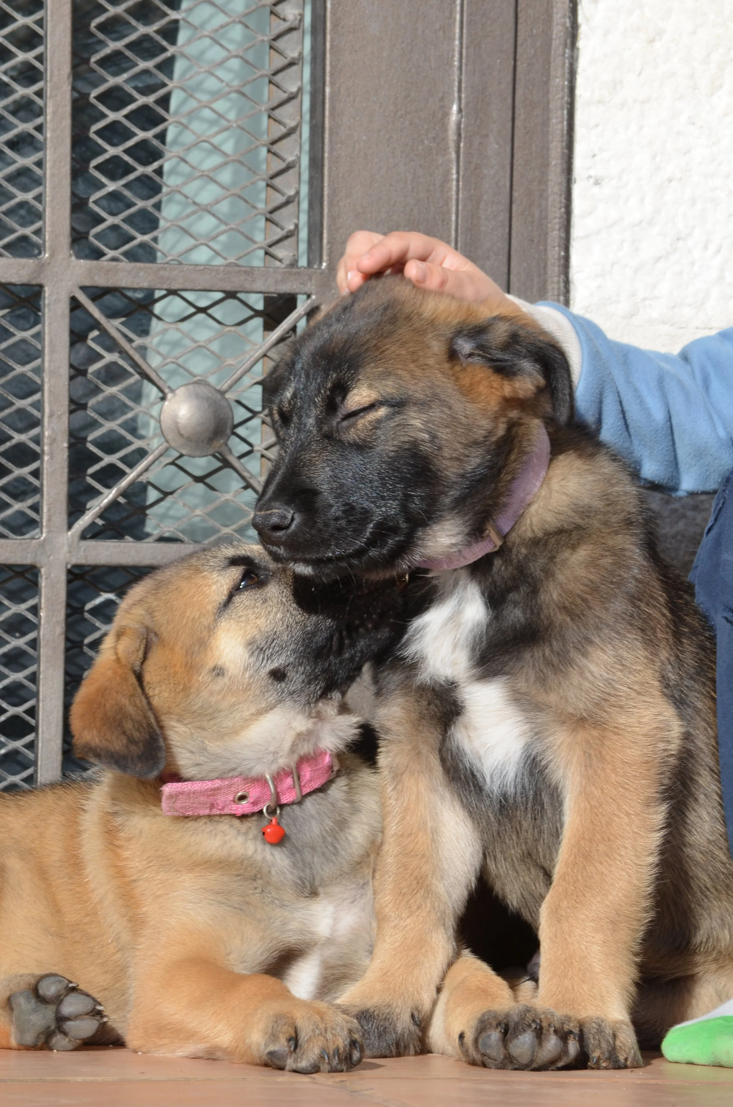 AdoptionPuppiesAmman 11.jpeg