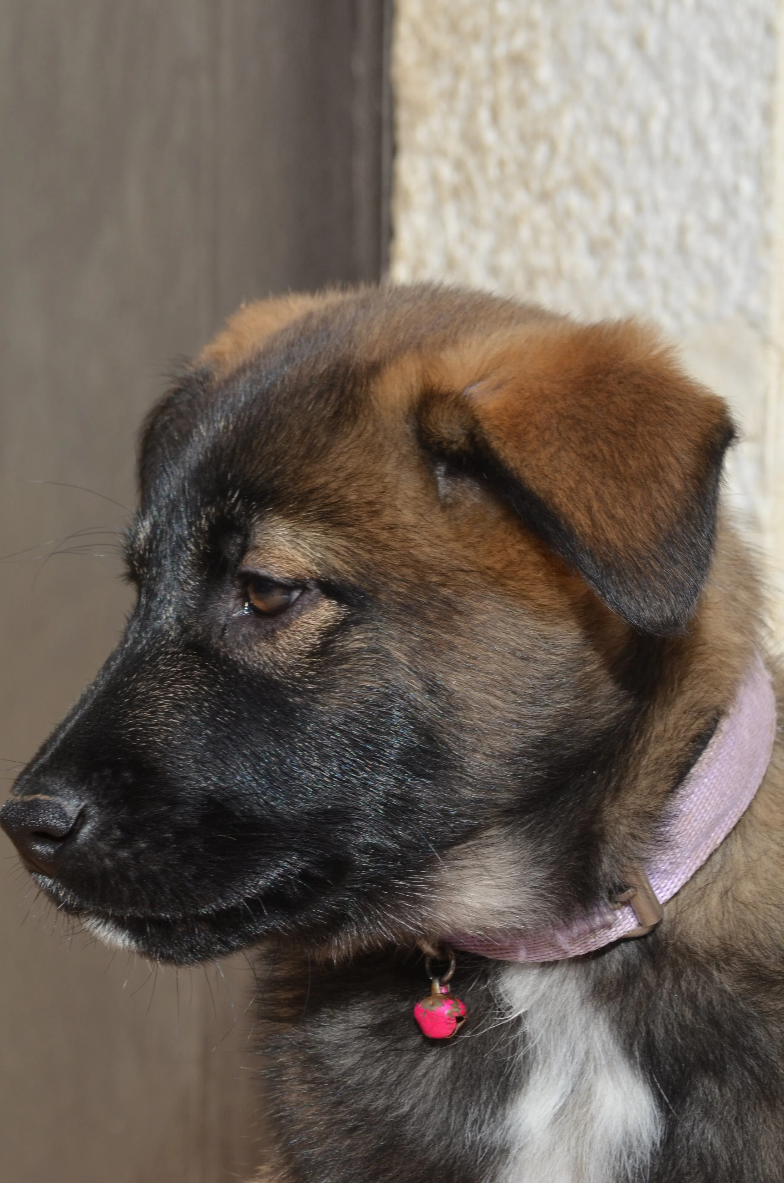 AdoptionPuppiesAmman 5.jpeg