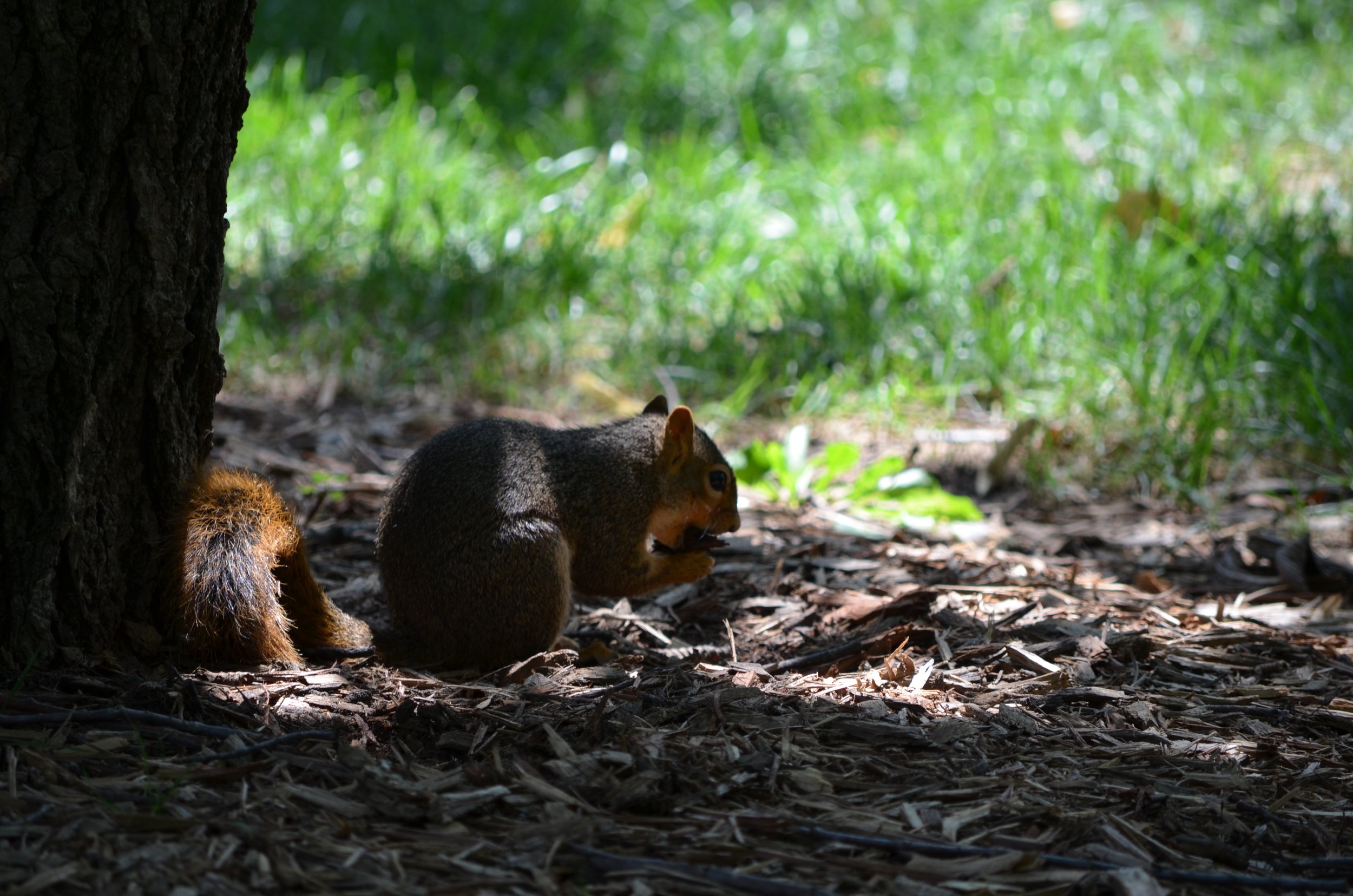 Squirrel in Wichita .jpeg