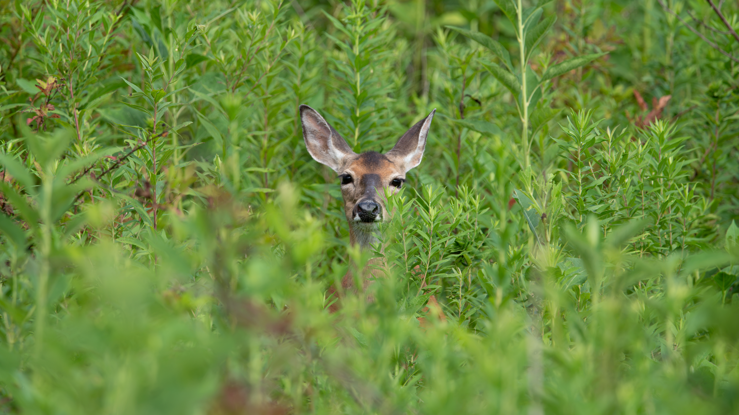 deer.png