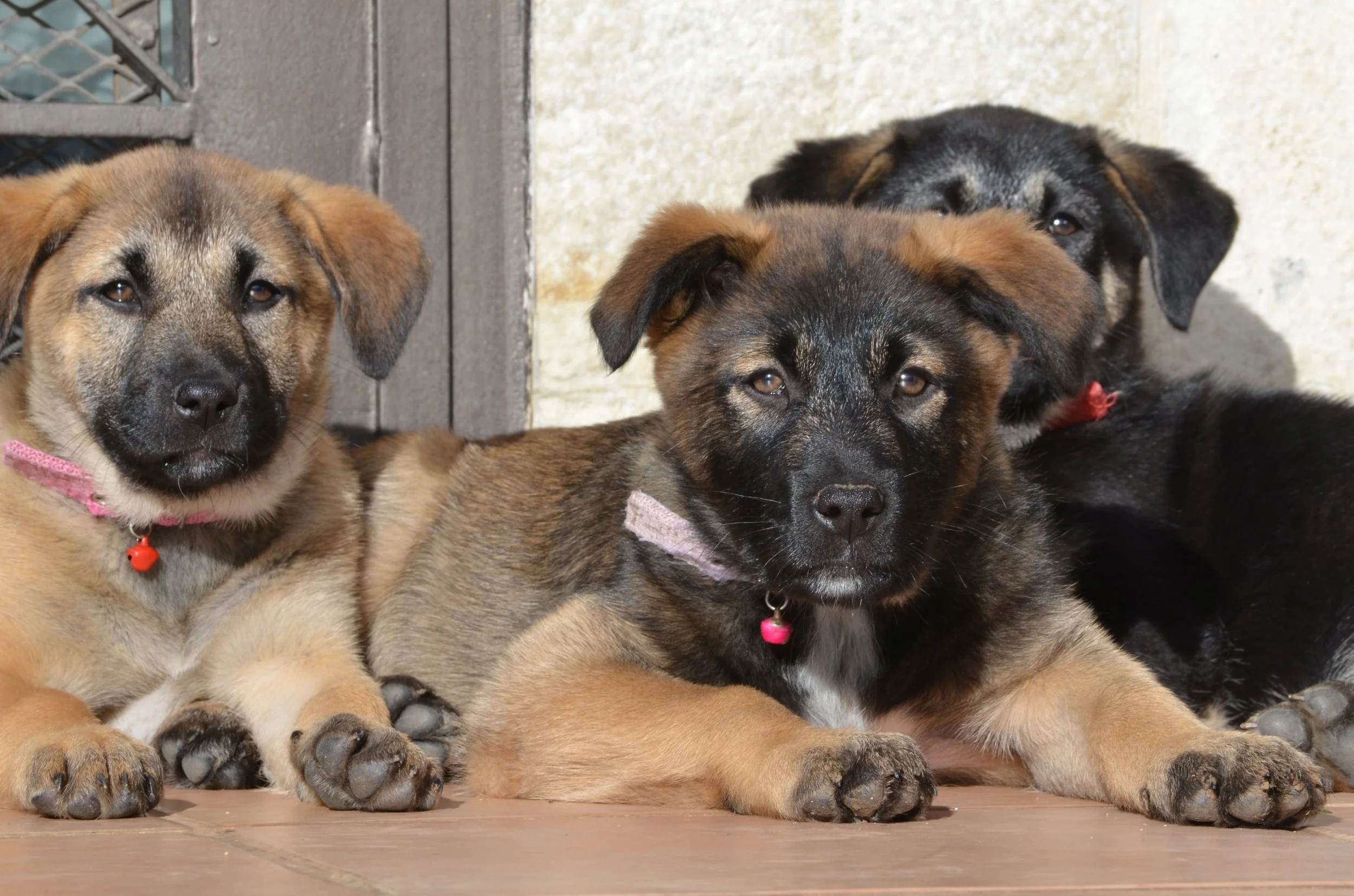 AdoptionPuppiesAmman 14.jpeg