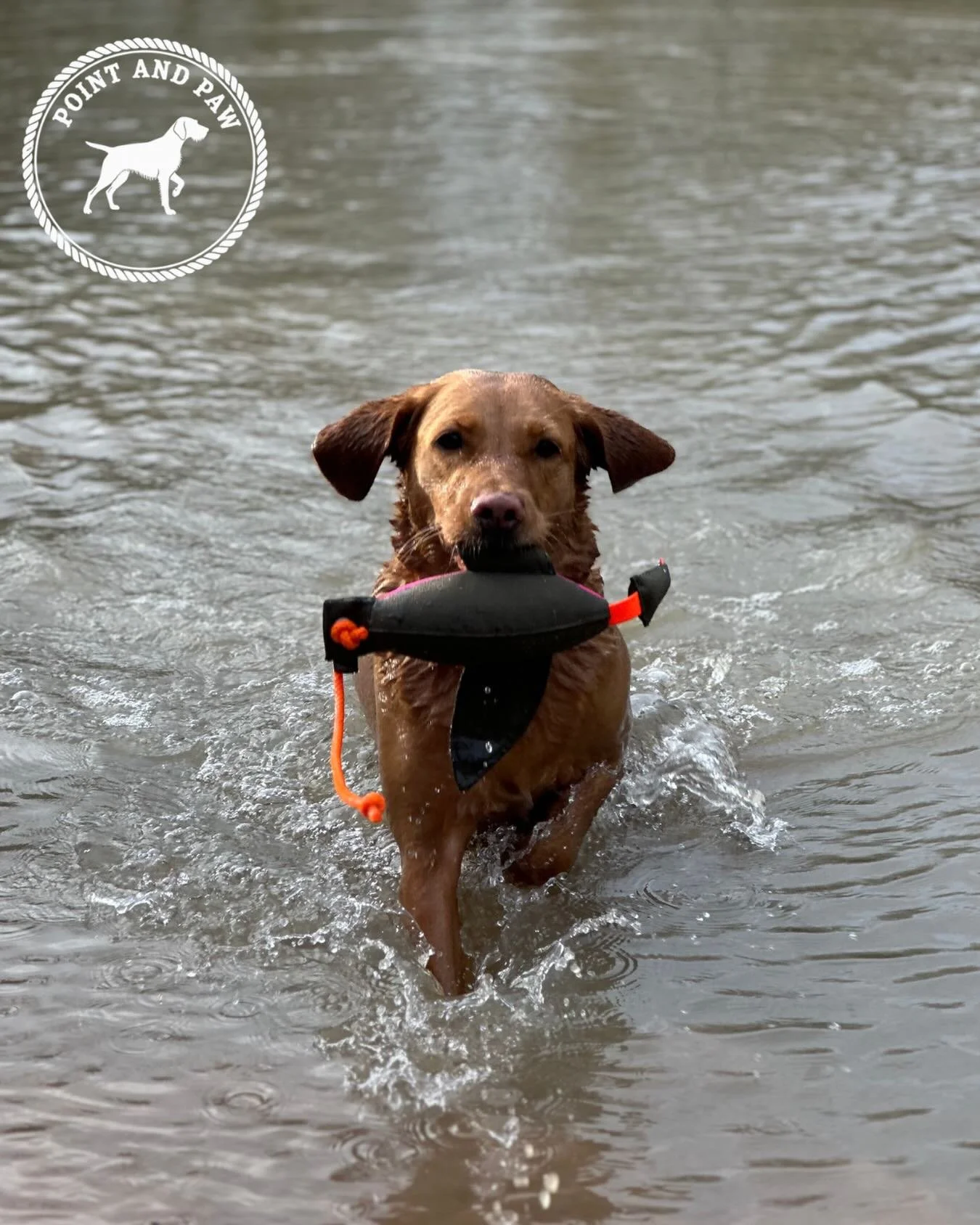 Daphne loves the 400g flying duck dummy by firedog, perfect for water retrieves or even just to keep a walk exciting. 

Durable, floats beautifully and built for serious retrievers who mean business. 

#sunnystrolls #dogwalks #dogwalkinguk #adventure