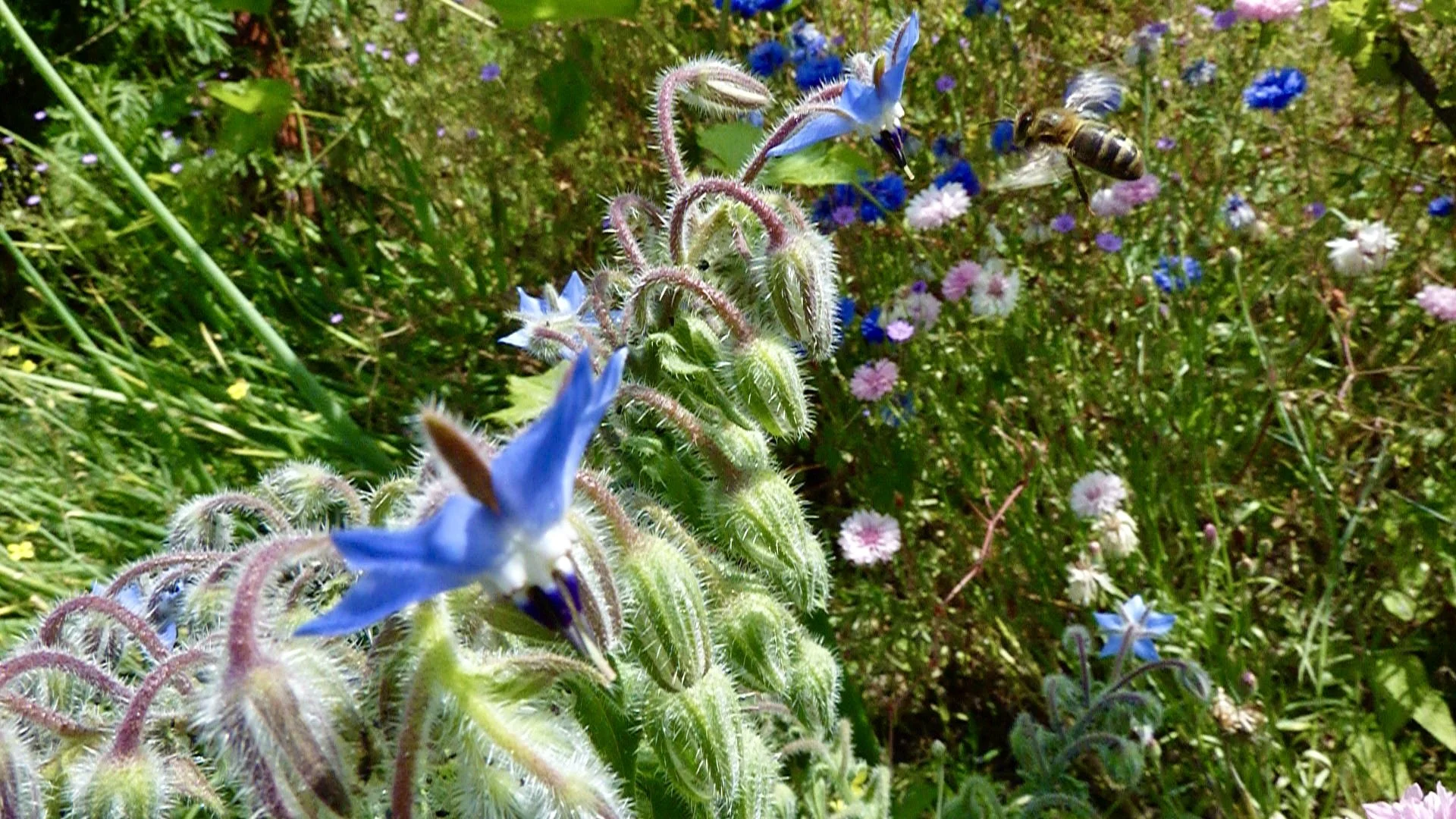 Honigbiene im Anflug zur Boretschblüte