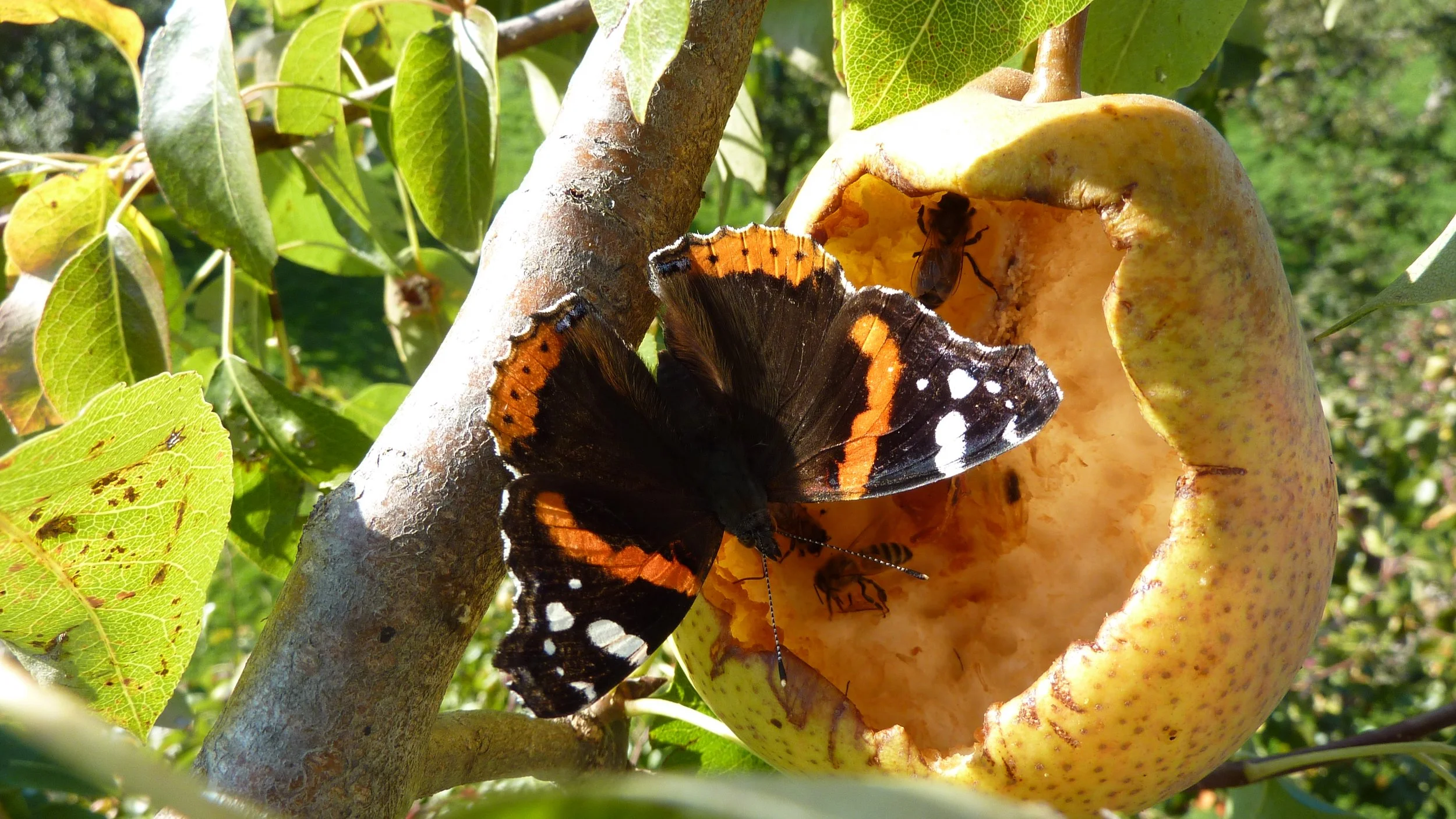 Admiral; typischer Wanderfalter, 