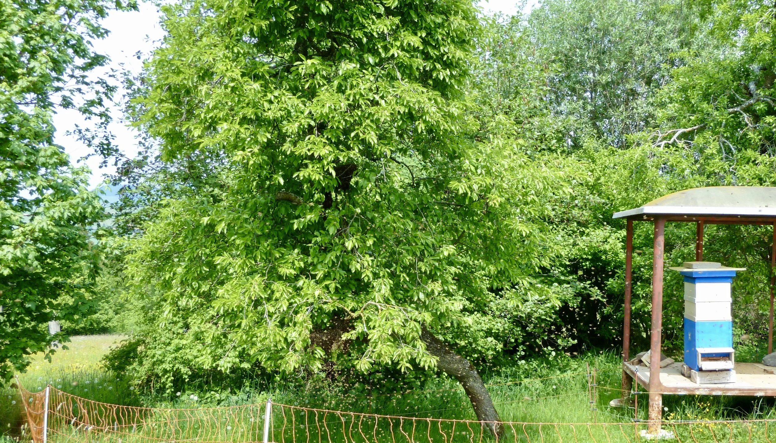 Bienenschwarm formiert sich 