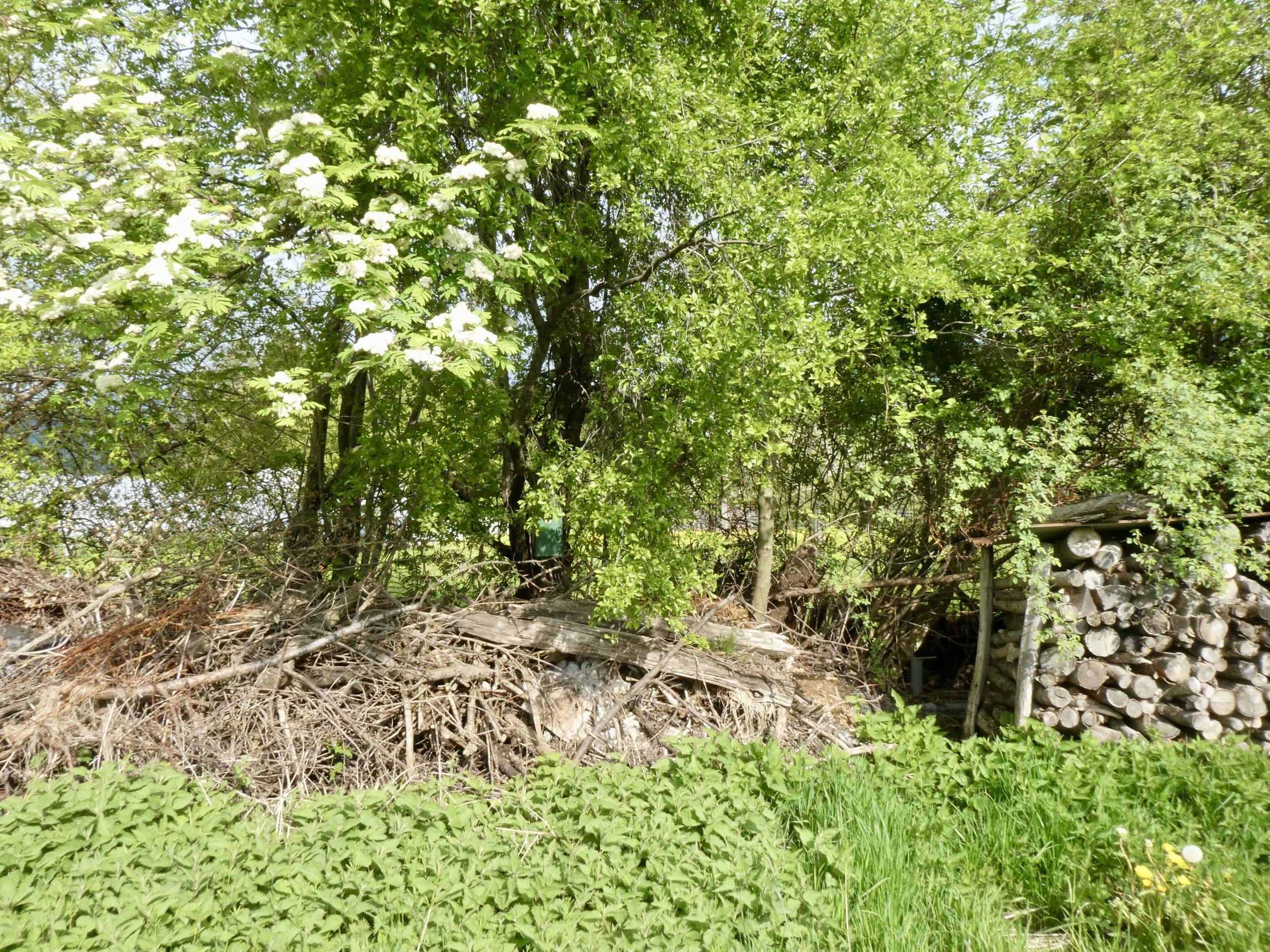 Wildhecke mit Totholzdepot und Brennesselsaum