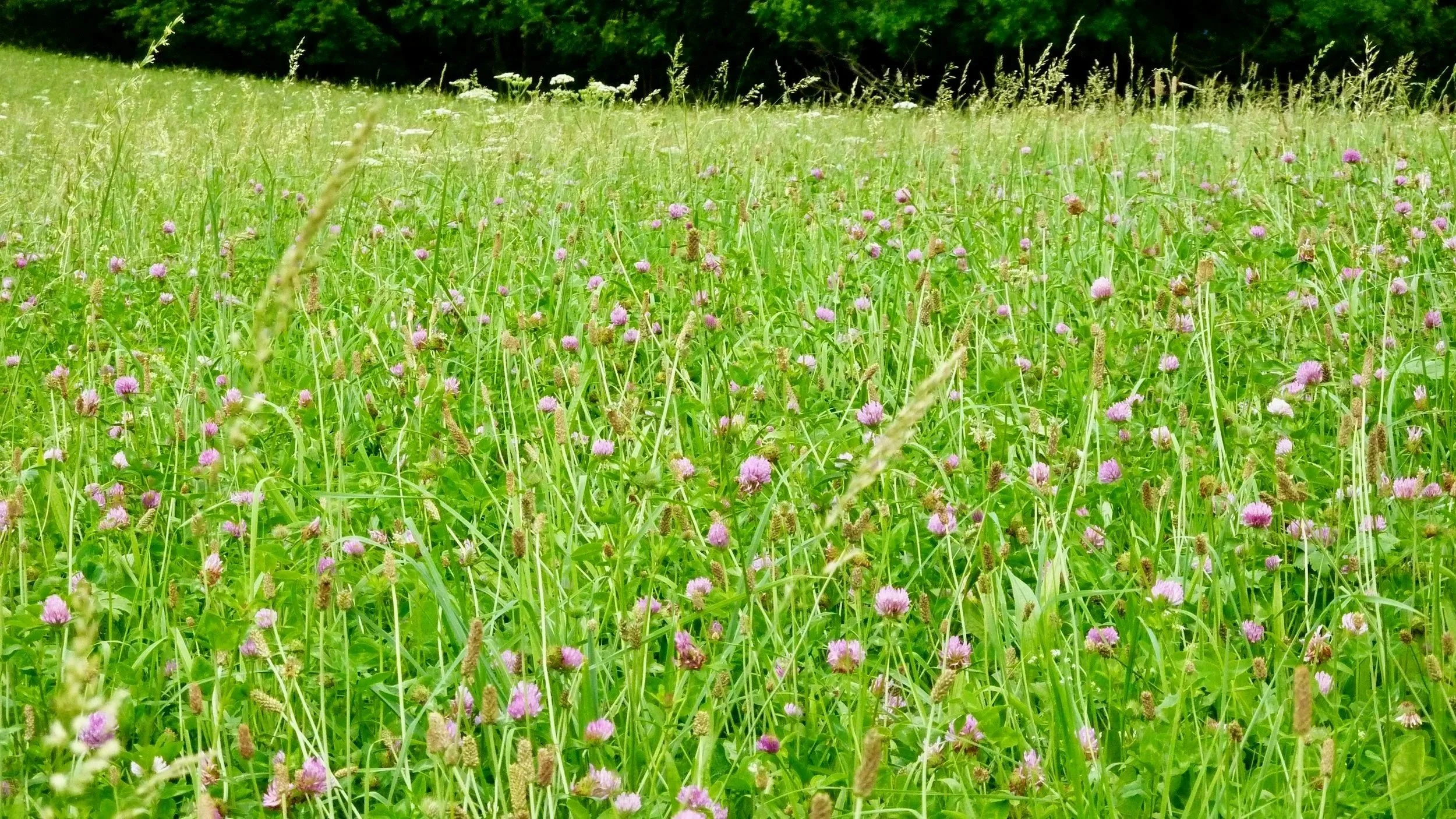 Naturwiese mit " Berner Mattenklee"