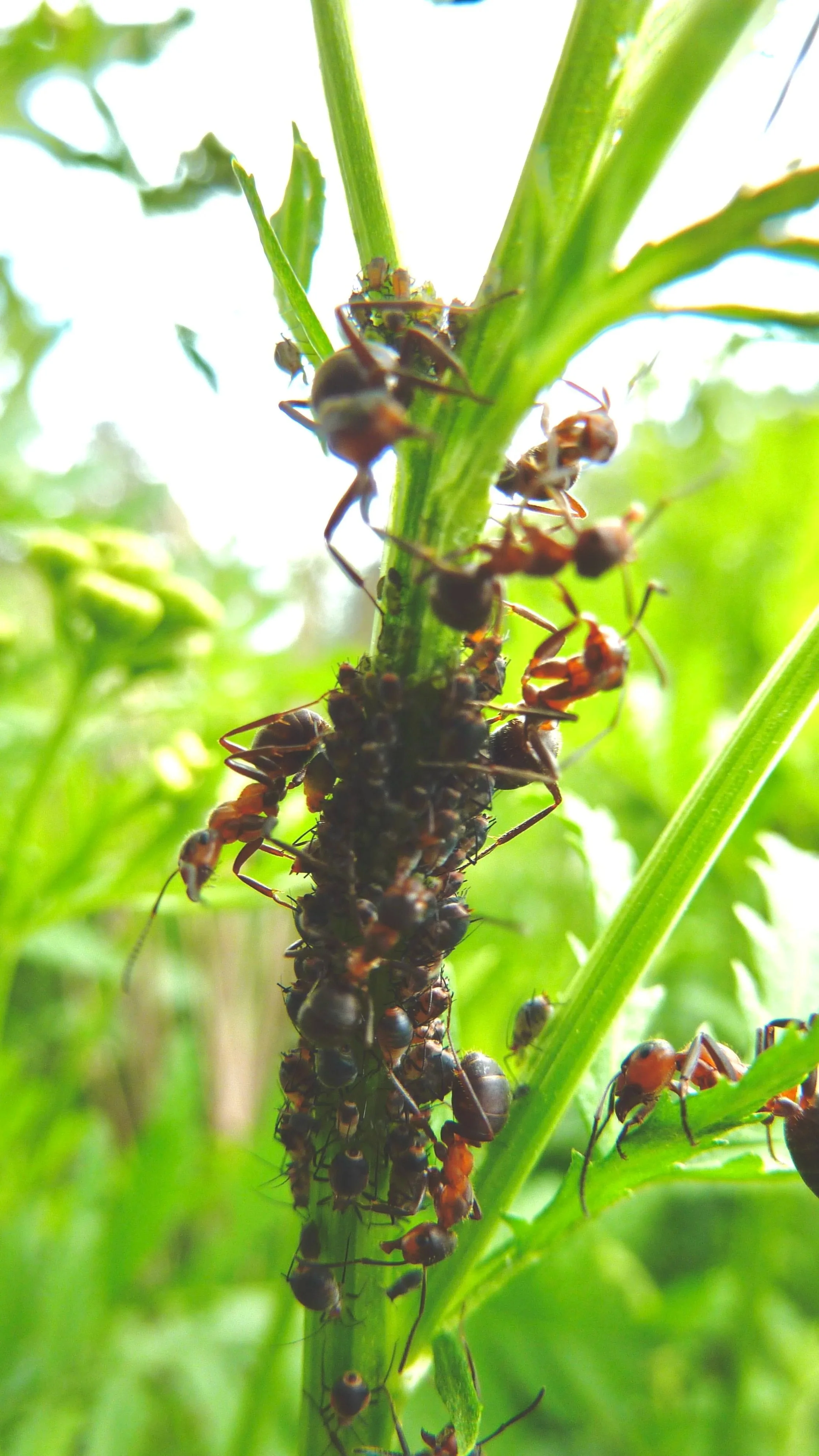 braune Wegameise beim Blattläuse "melken"