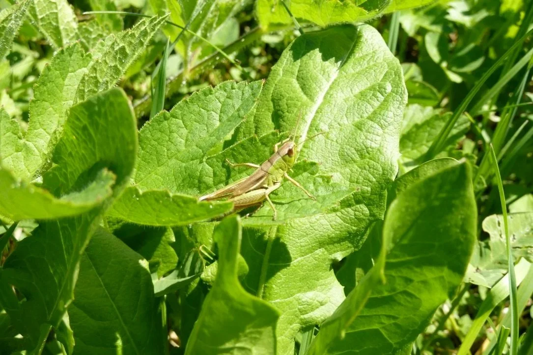 gemeiner Grashüpfer; häufigste heimische Heuschrecke
