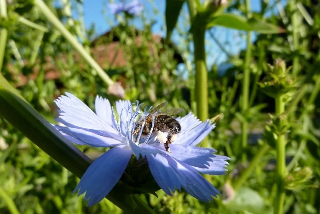 Honigbiene auf Wegwartenblüte am Pollen sammeln