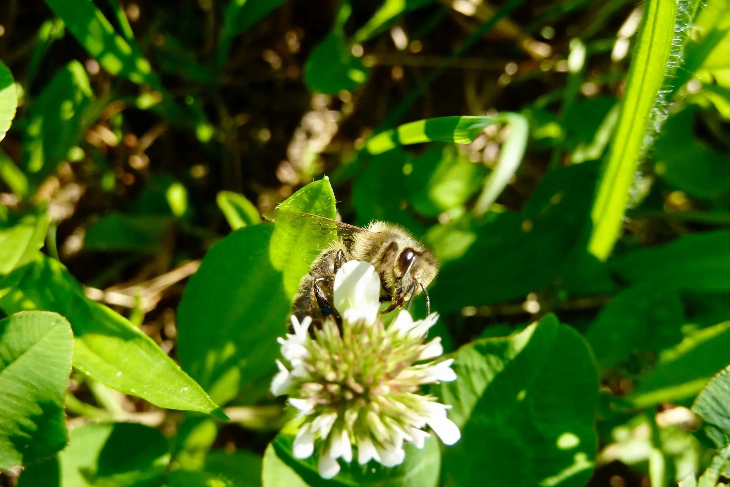 Honigbiene auf Weisskleeblüte am Nektar saugen