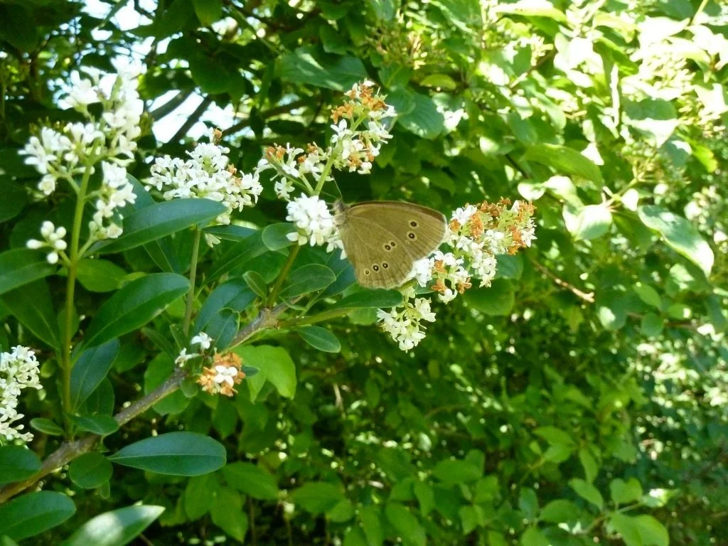 Schornsteinfeger auf Ligusterblüte
