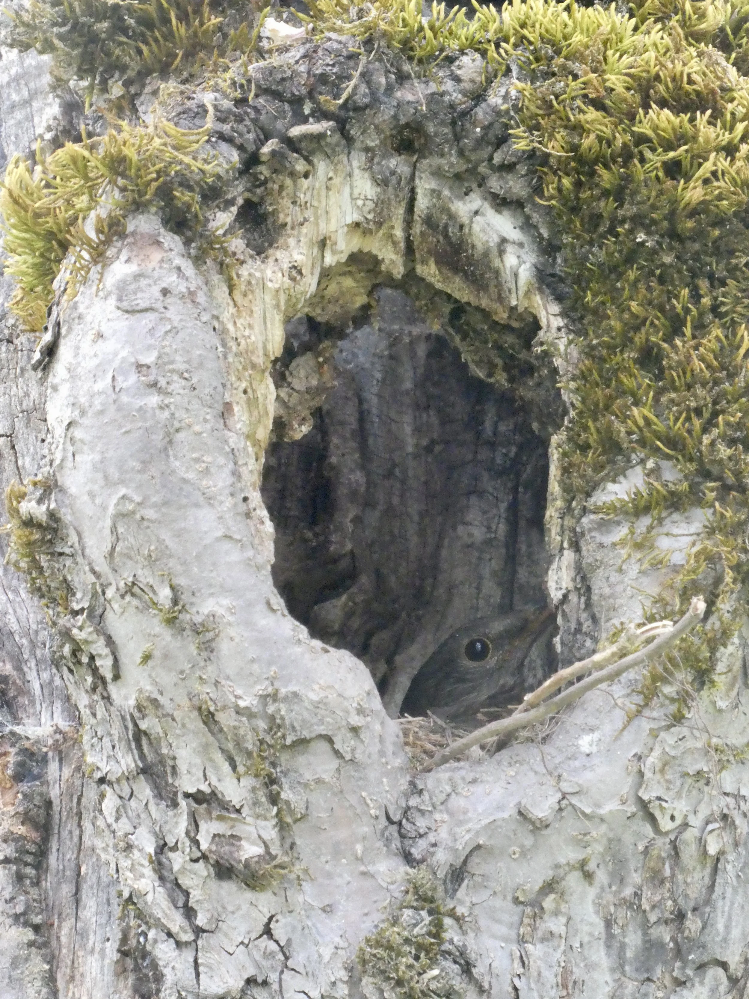 Amselweibchen auf ihrem Nest am brüten.
Alter, hohler Obstbaum als wertvolle Ökologische Nische