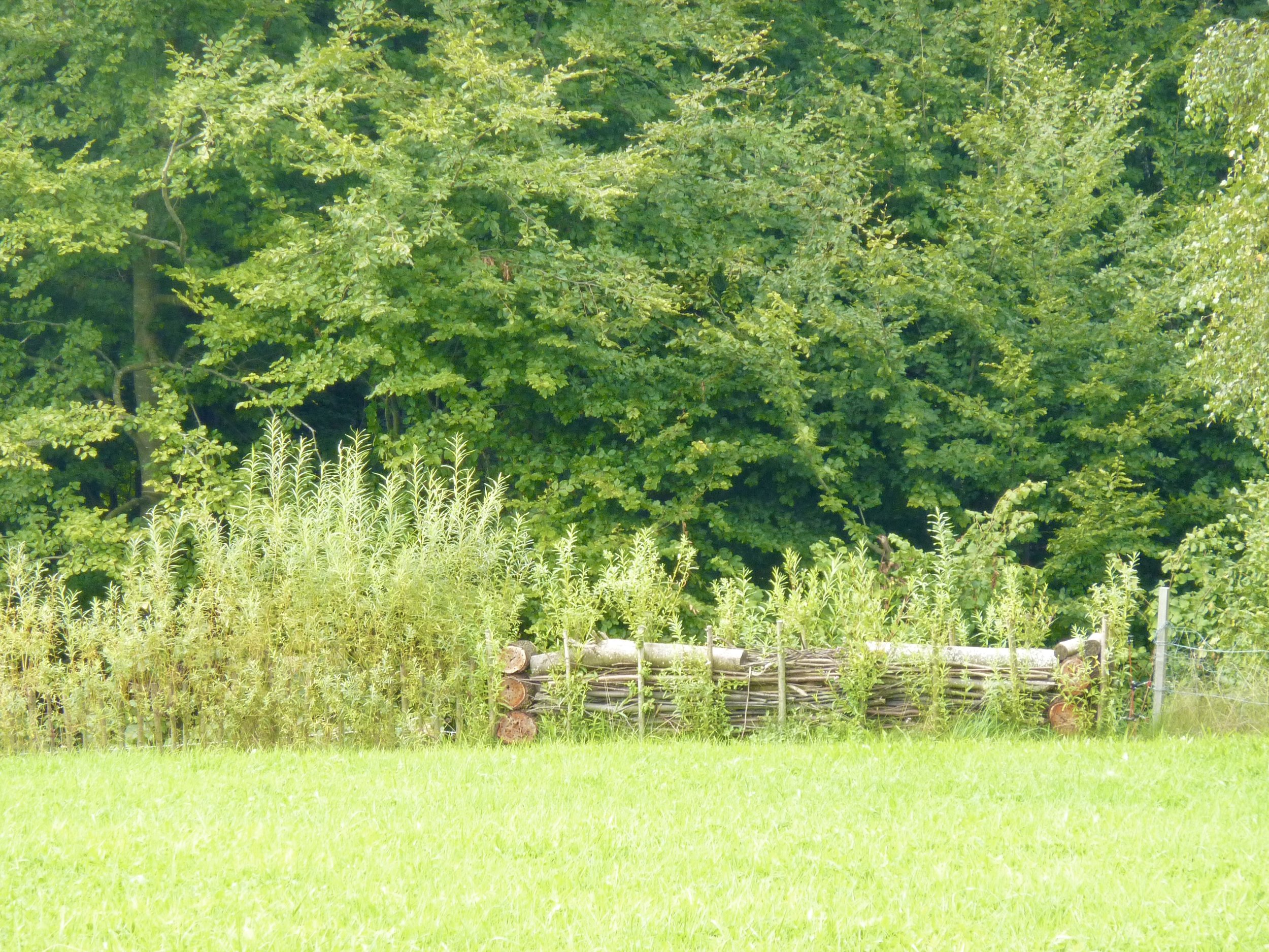 Palisadenzaun mit Totholzdepot