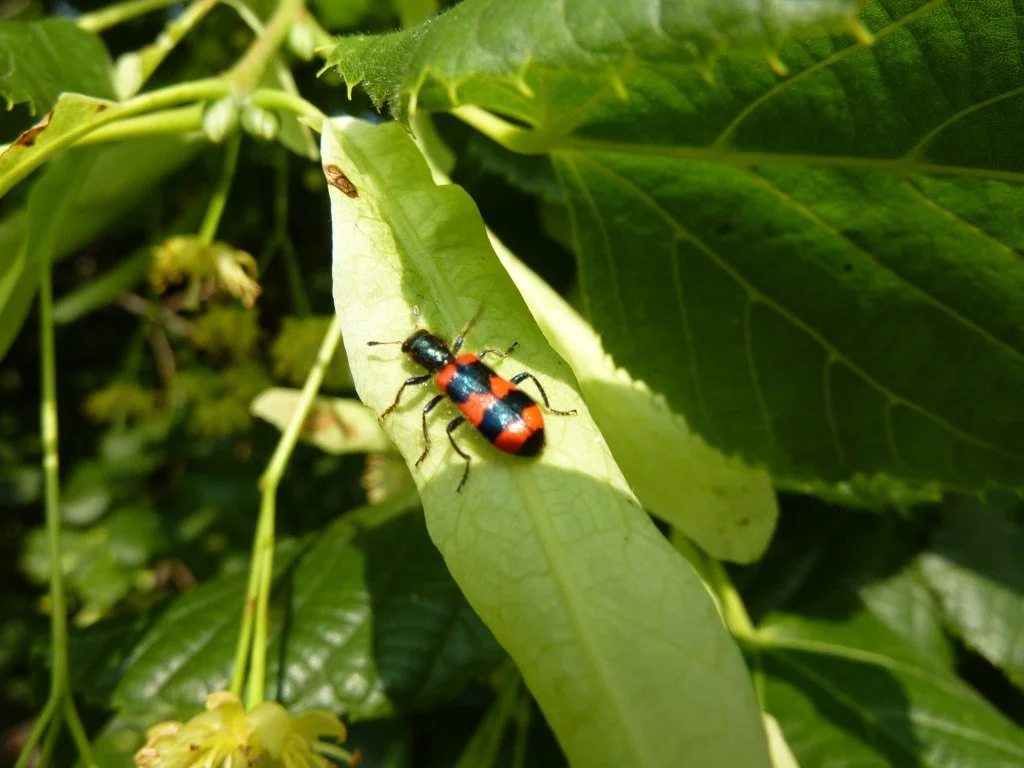 gewöhnlicher Bienenkäfer bei Lindenbüten