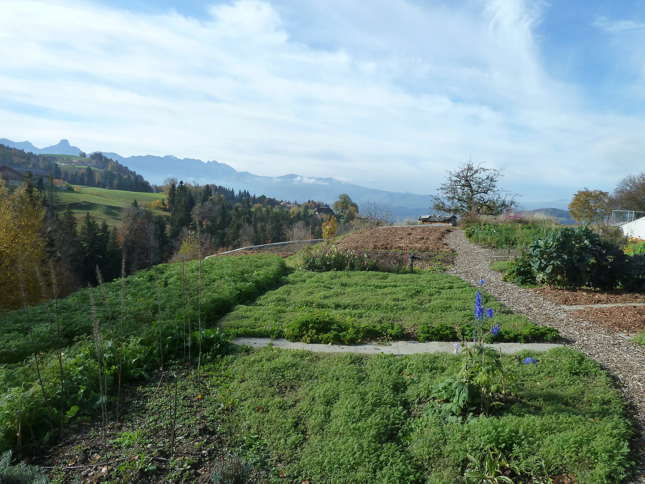 November 2018; Winterruhe, Gründüngung eingesät und gemulcht