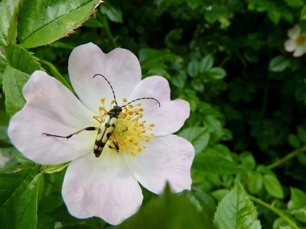gefleckter Schmalbock auf Hundsrosenblüte