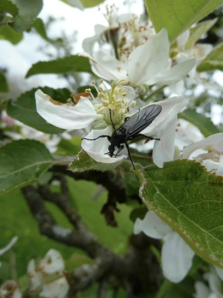 weibliche Märzfliege; saugt Pflanzensaft und Nektar, sie ist ein guter Bestäuber