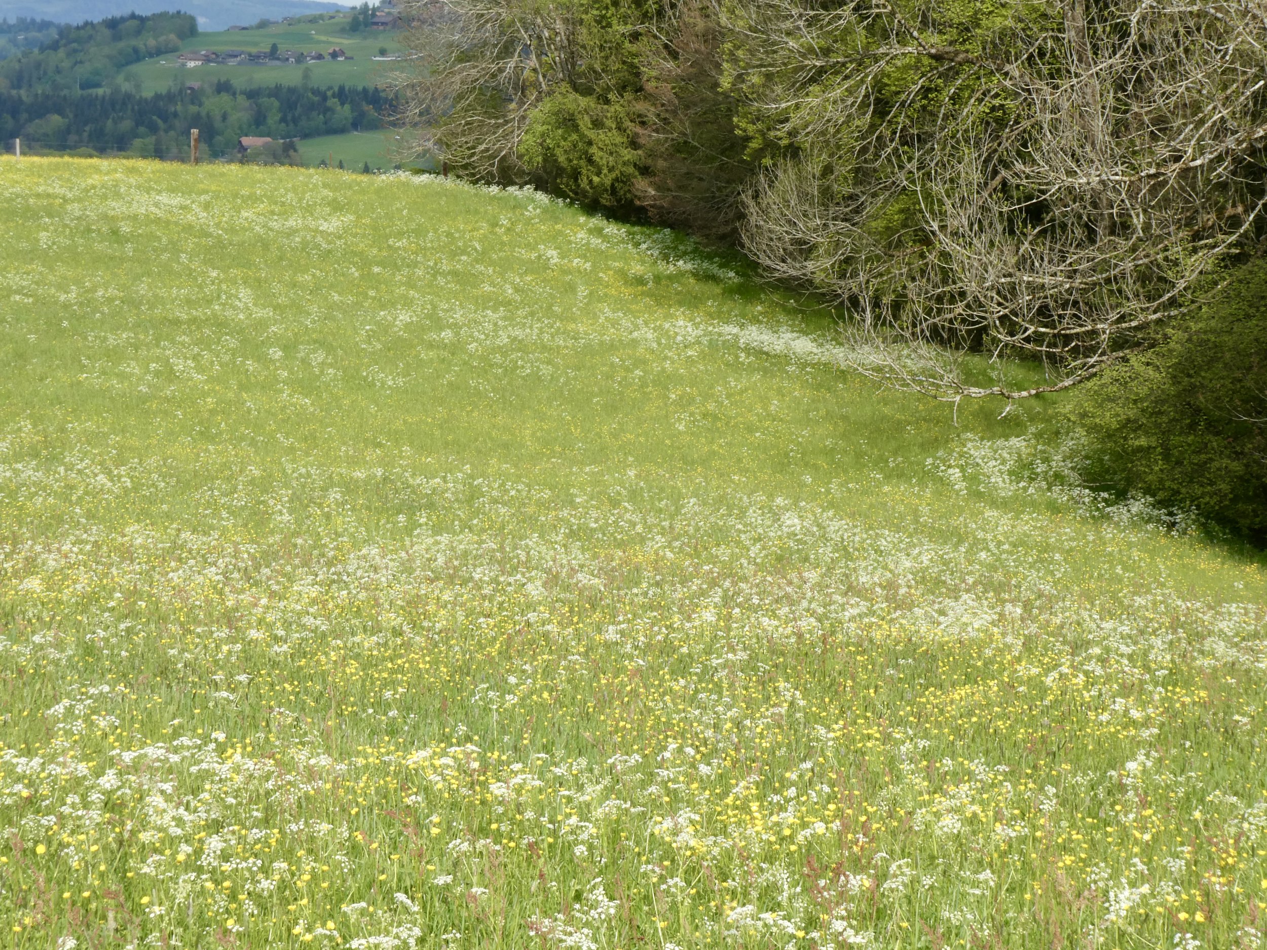 Naturwiese mit diversen Kerbelarten. Diese sind eine beliebte Nahrungsquelle 