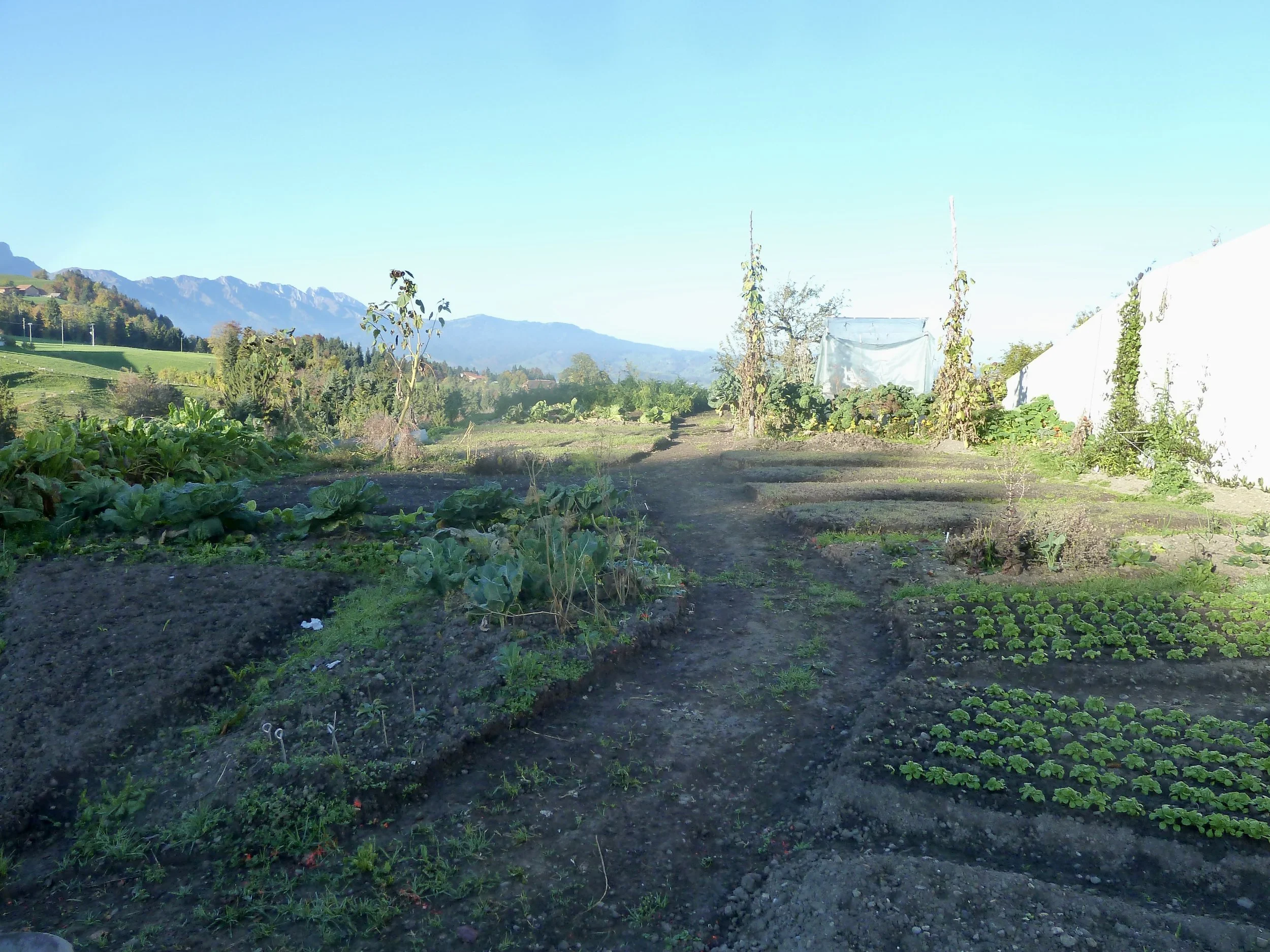 Herbst 2017; 
Vor dem Bau des Hauptgartenweges:
Die Beet Einteilung steht nun fest.