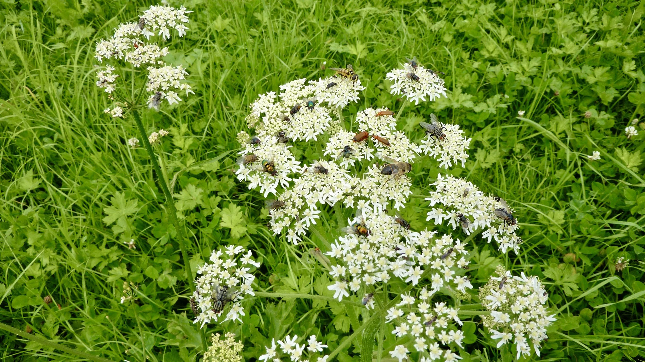 grosse "Tavolata" auf Wiesenkerbel