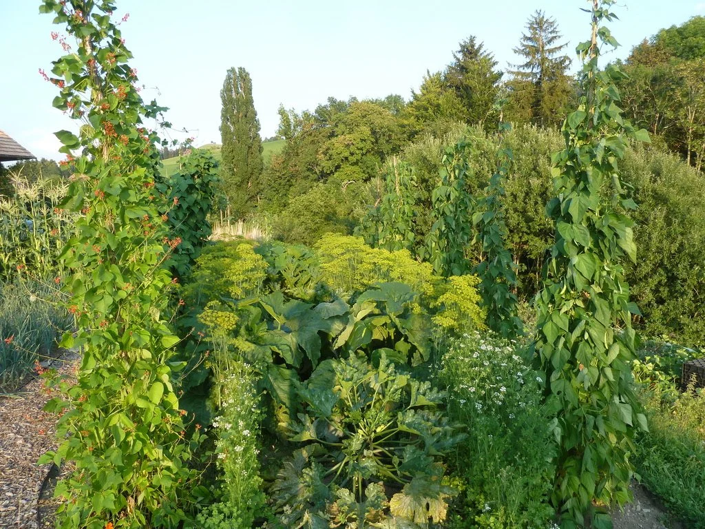 August 2018; Der Garten gedeiht prächtig