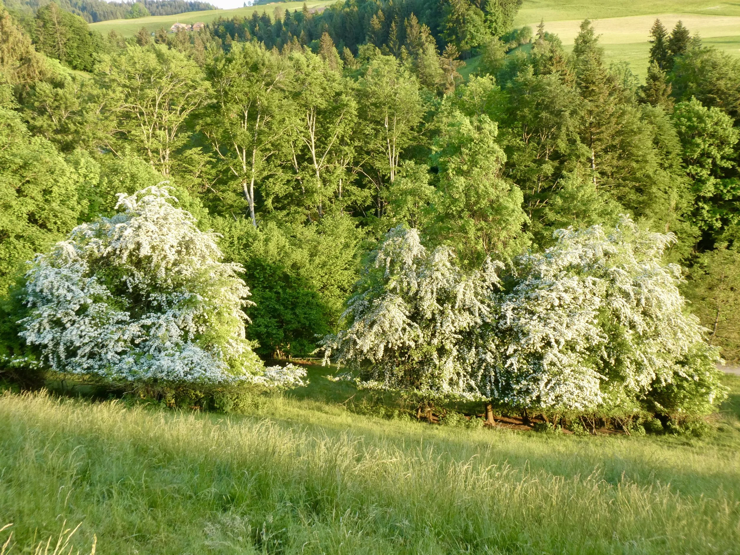 Wildhecken-Inseln mit Weissdorn 