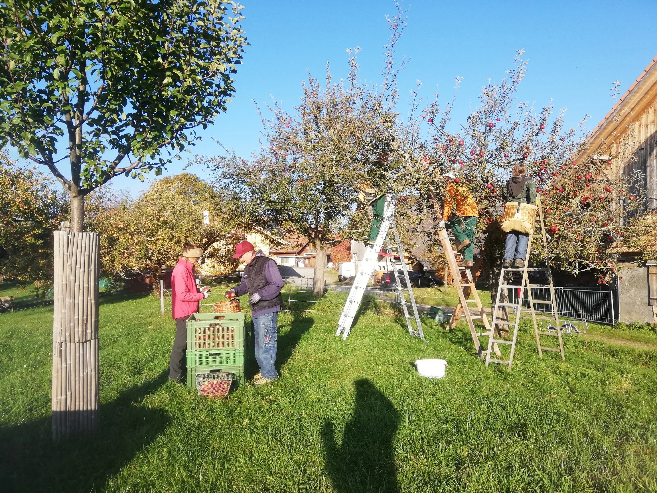 Aber auch gesellig. Obst wird sogleich sortiert.
Nach Tafelobst-oder Mostobstqualität.