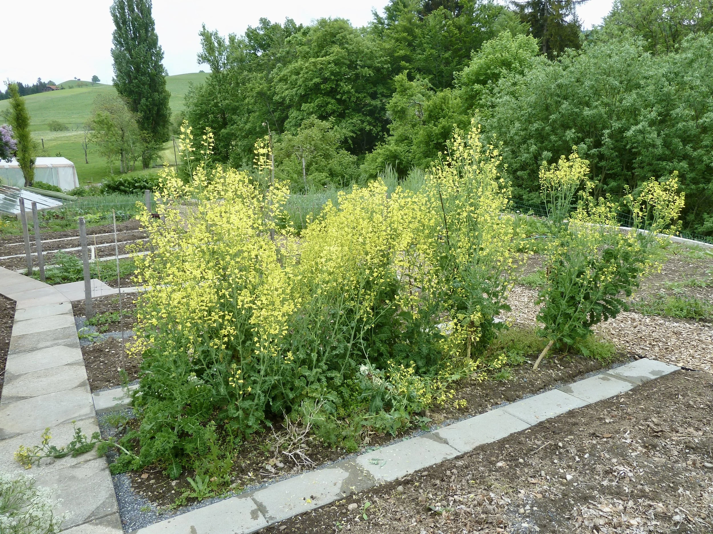 Mai 2018; Gartenplatten auf der linken Seite des Hauptweges verlegt