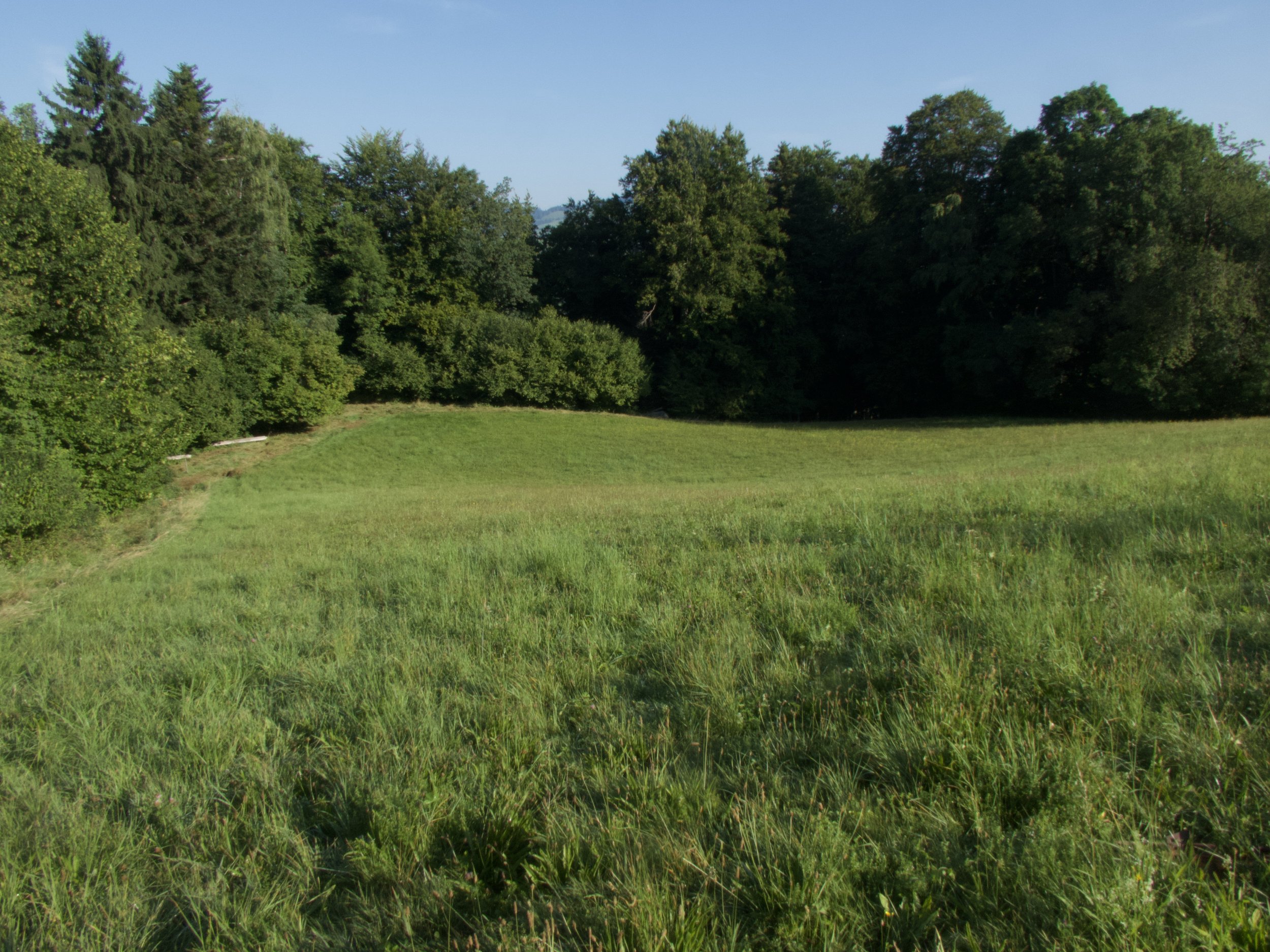 Ökowiese mit Hecke und gestufter Waldrand; Krautsaum Anfang September gemäht