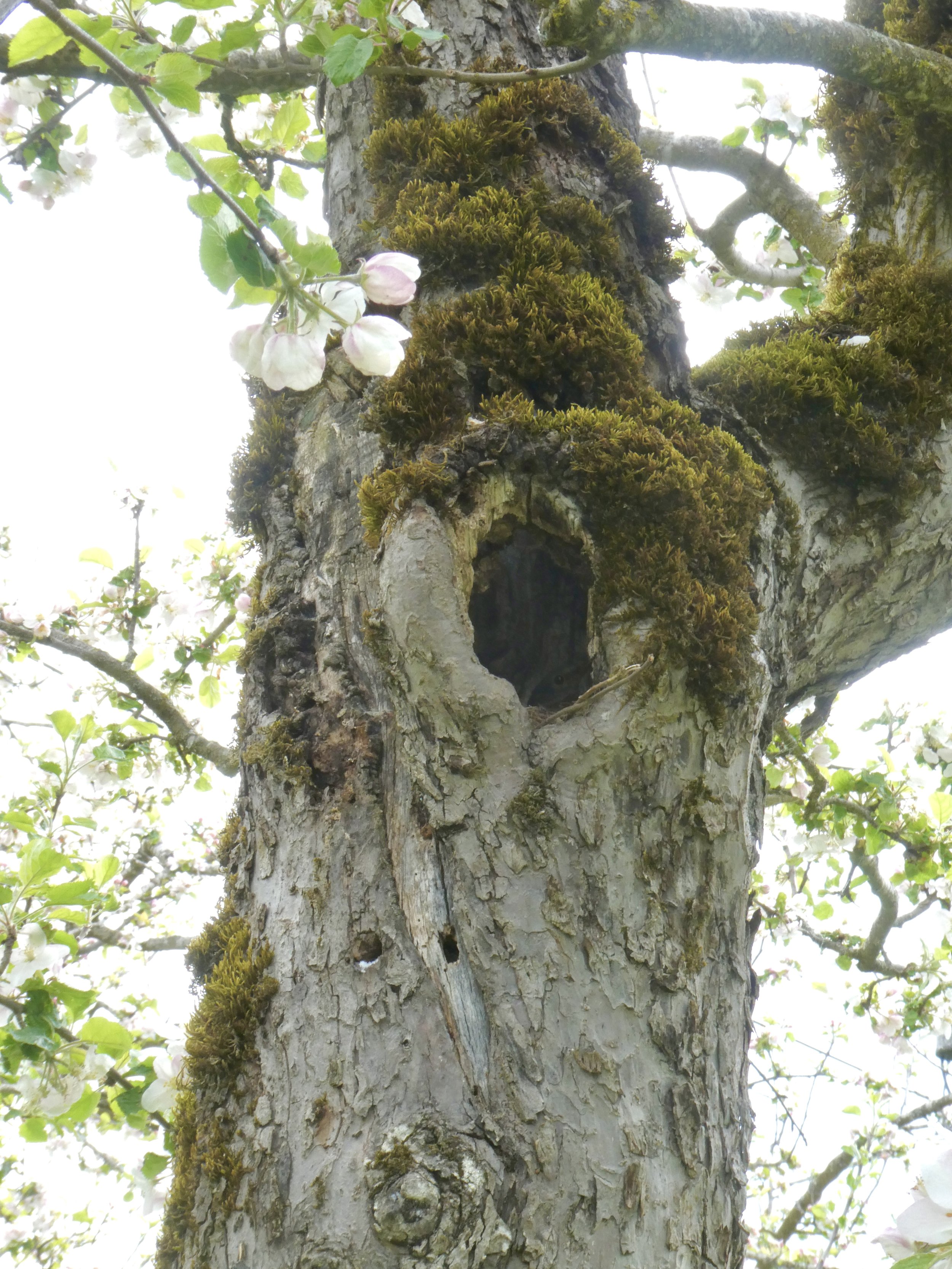 2 Jahre vor dem Vogelnest waren Hornissen im dem selben Baum. Sie bauten ein 2m langes Nest von diesem Loch an aufwärts bis zur Spitze.