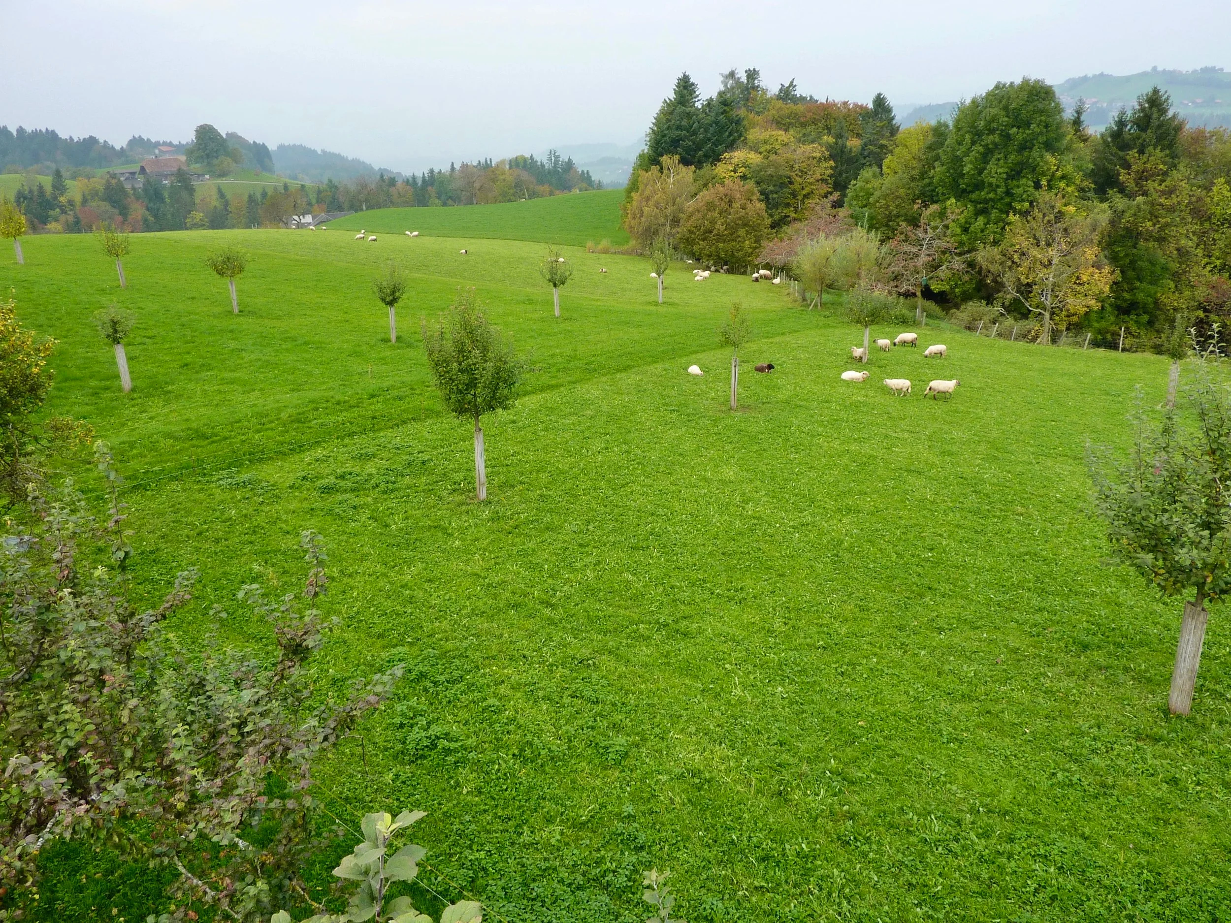 Obstgarten-Erweiterung