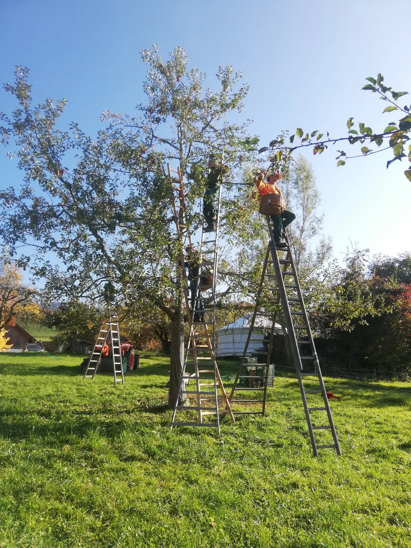 Ernten vom Hochstamm ist aufwendig 