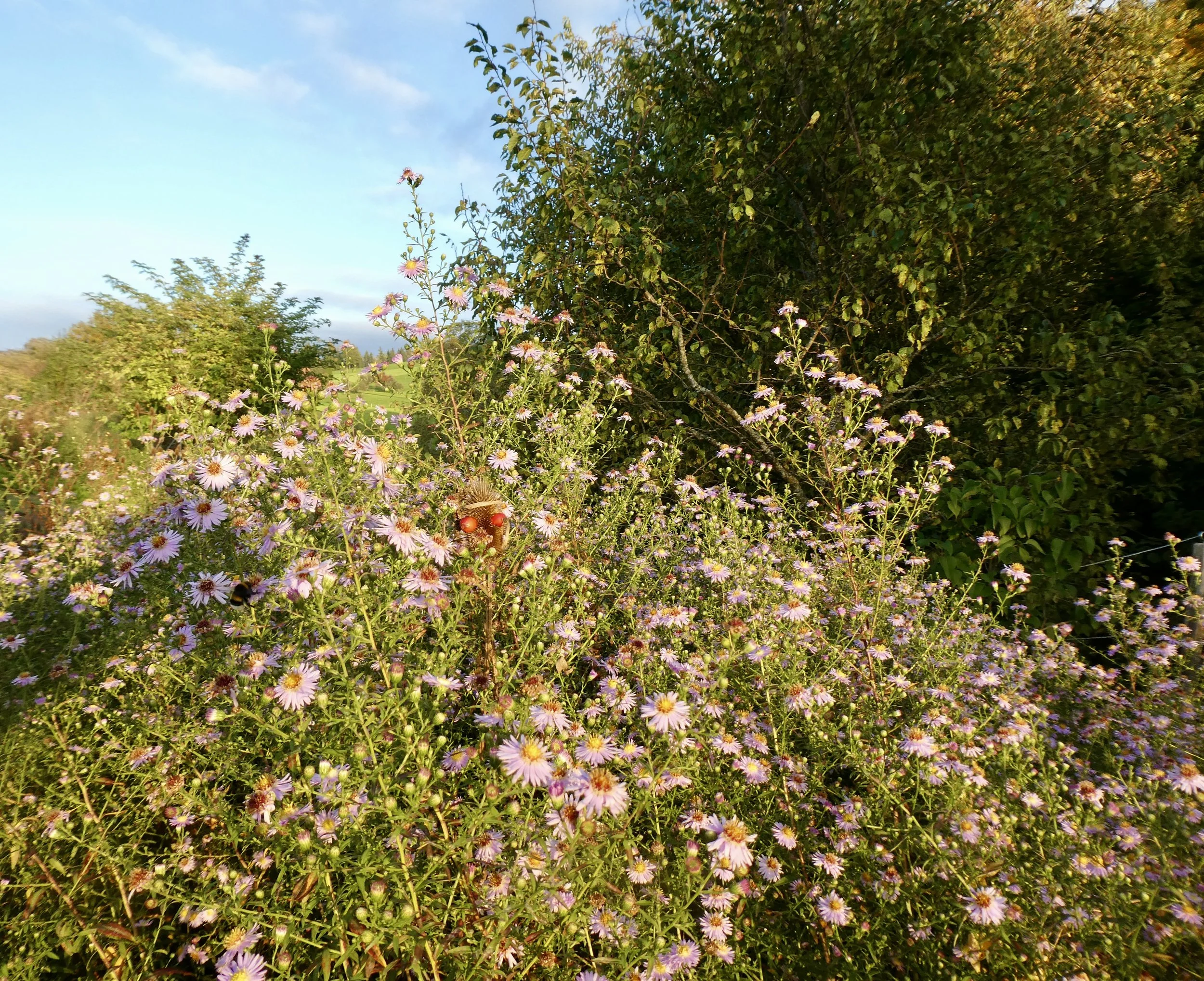 Gustav vermittelt uns die Bedürfnisse des lebendigen. Tiere; Pflanzen; Steine